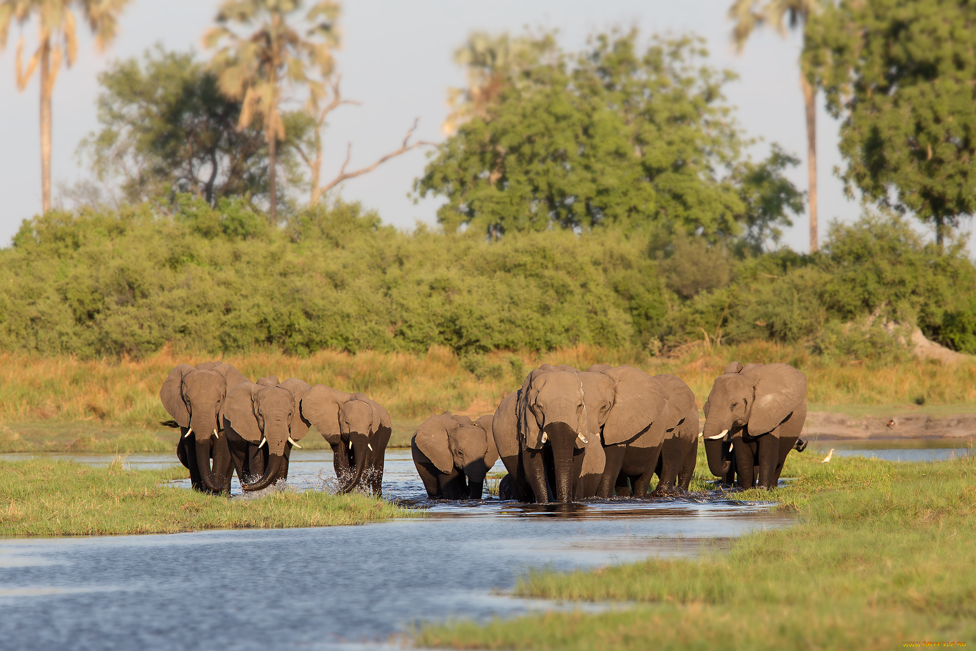 животные, слоны, слон, хобот, красивый, большой