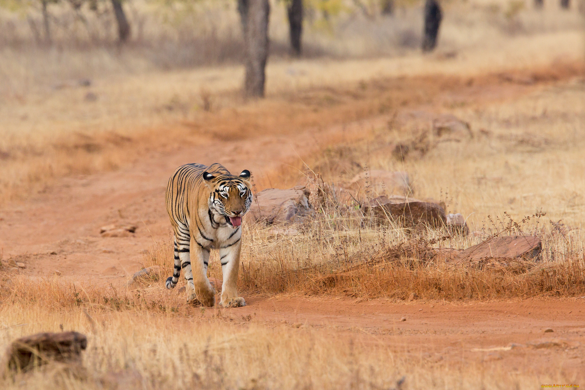 животные, тигры, хищник, шерсть, окрас, тигр