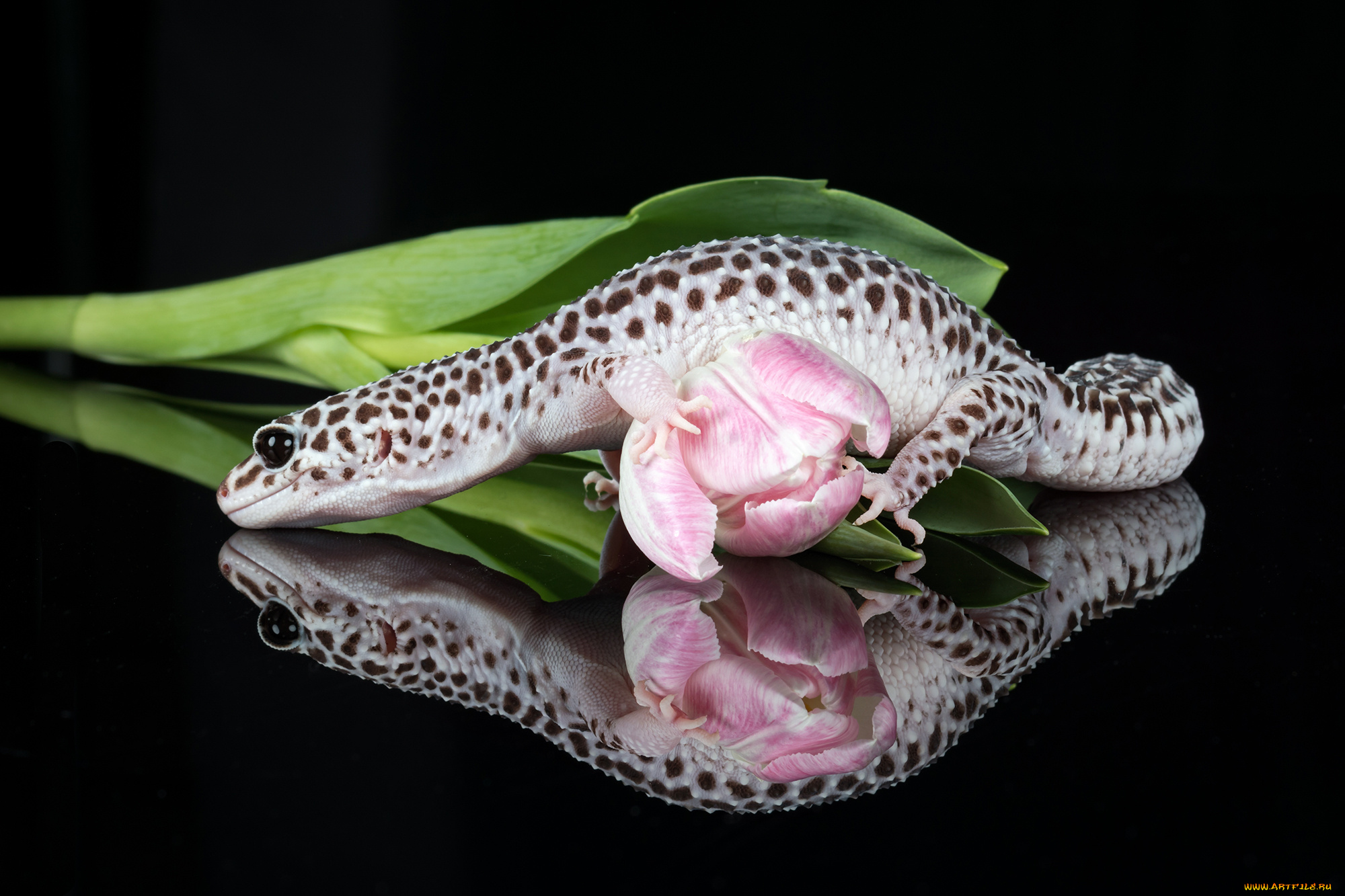 животные, Ящерицы, , игуаны, , вараны, окрас, язык, ящерица, фон