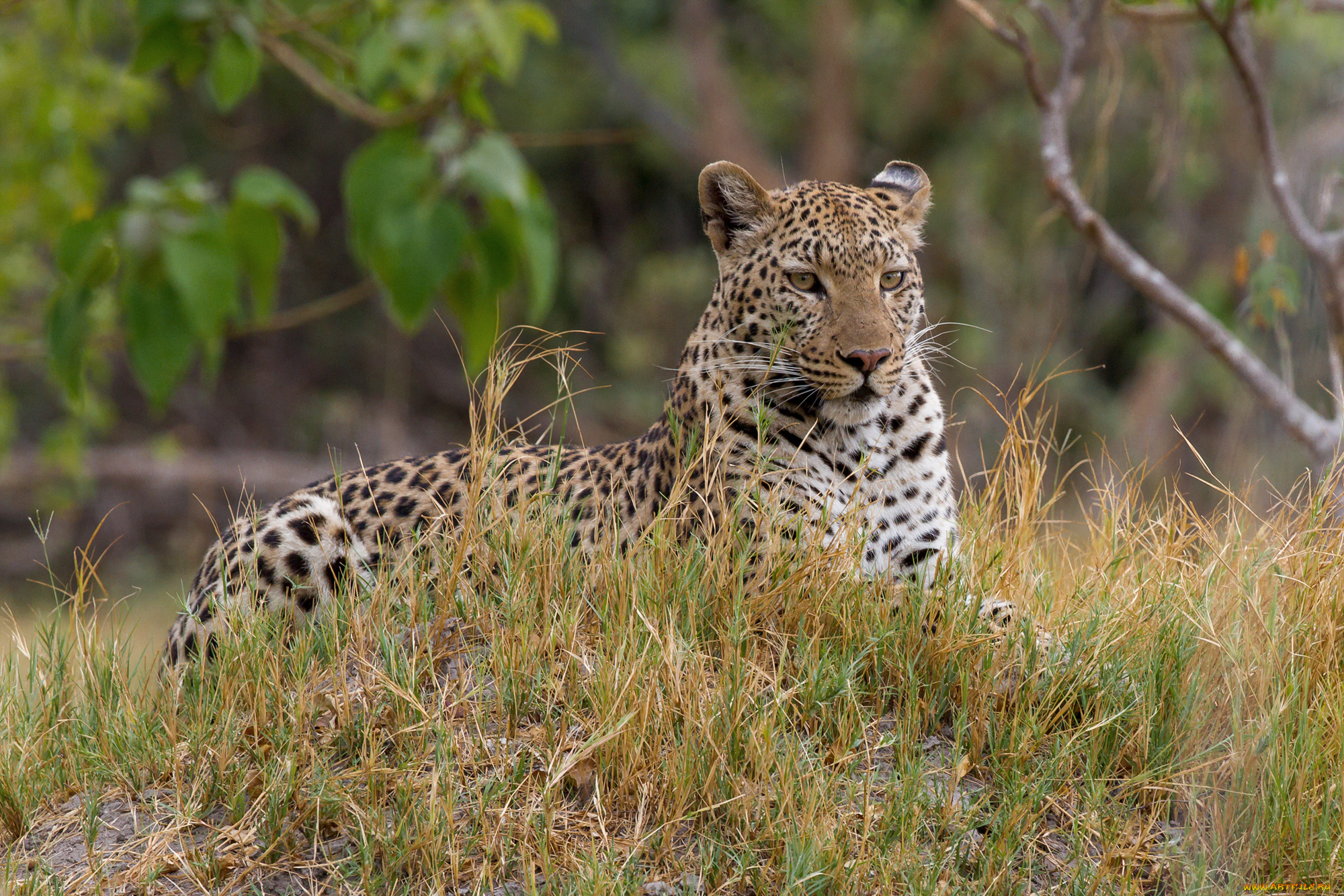 животные, Ягуары, ягуар, окрас, хищник, взгляд, отдых