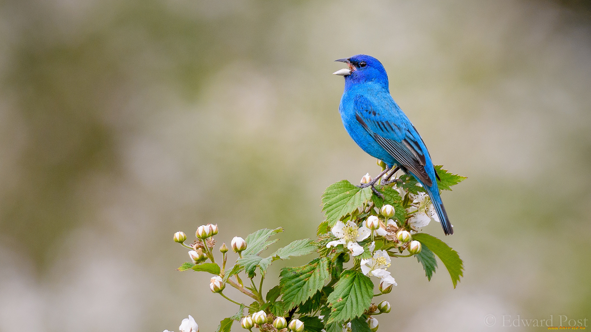 животные, птицы, окрас, перья, цветы, птица