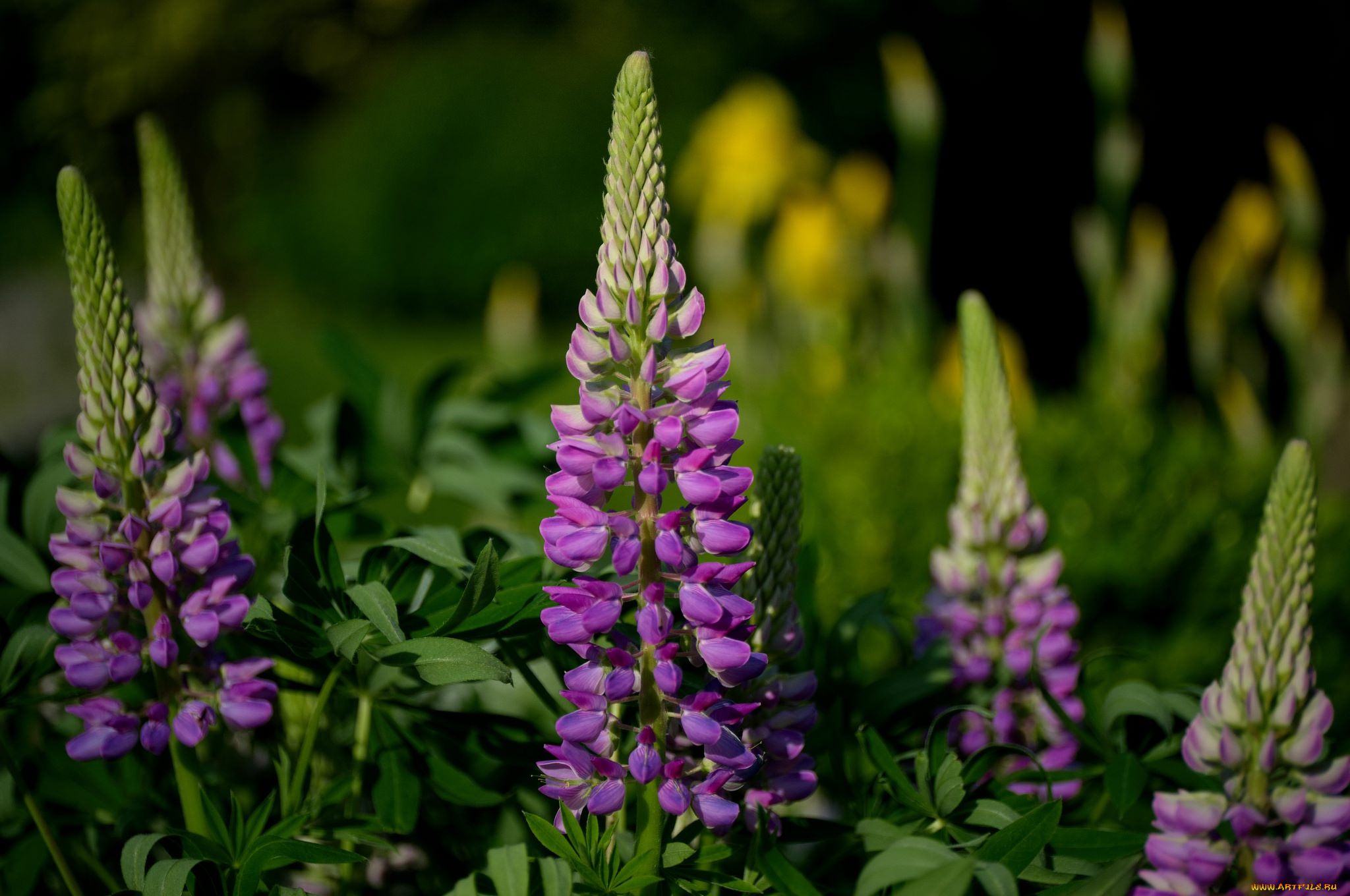 цветы, люпин, лето, фиолетовый