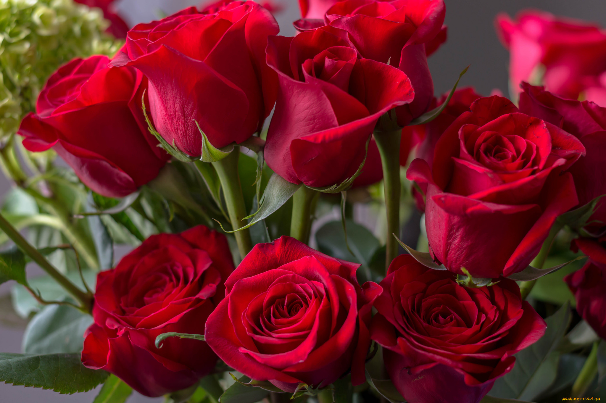 цветы, розы, лепестки, цветение, роза, цвет