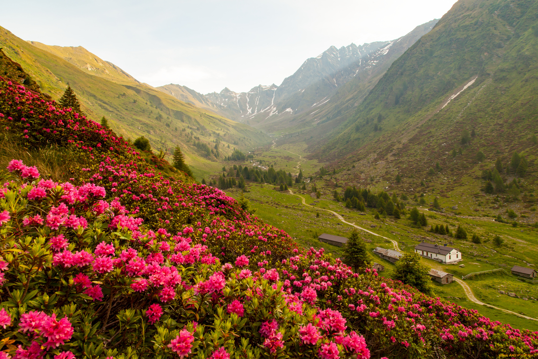 природа, горы, цветы, трава, кустарник, деревья