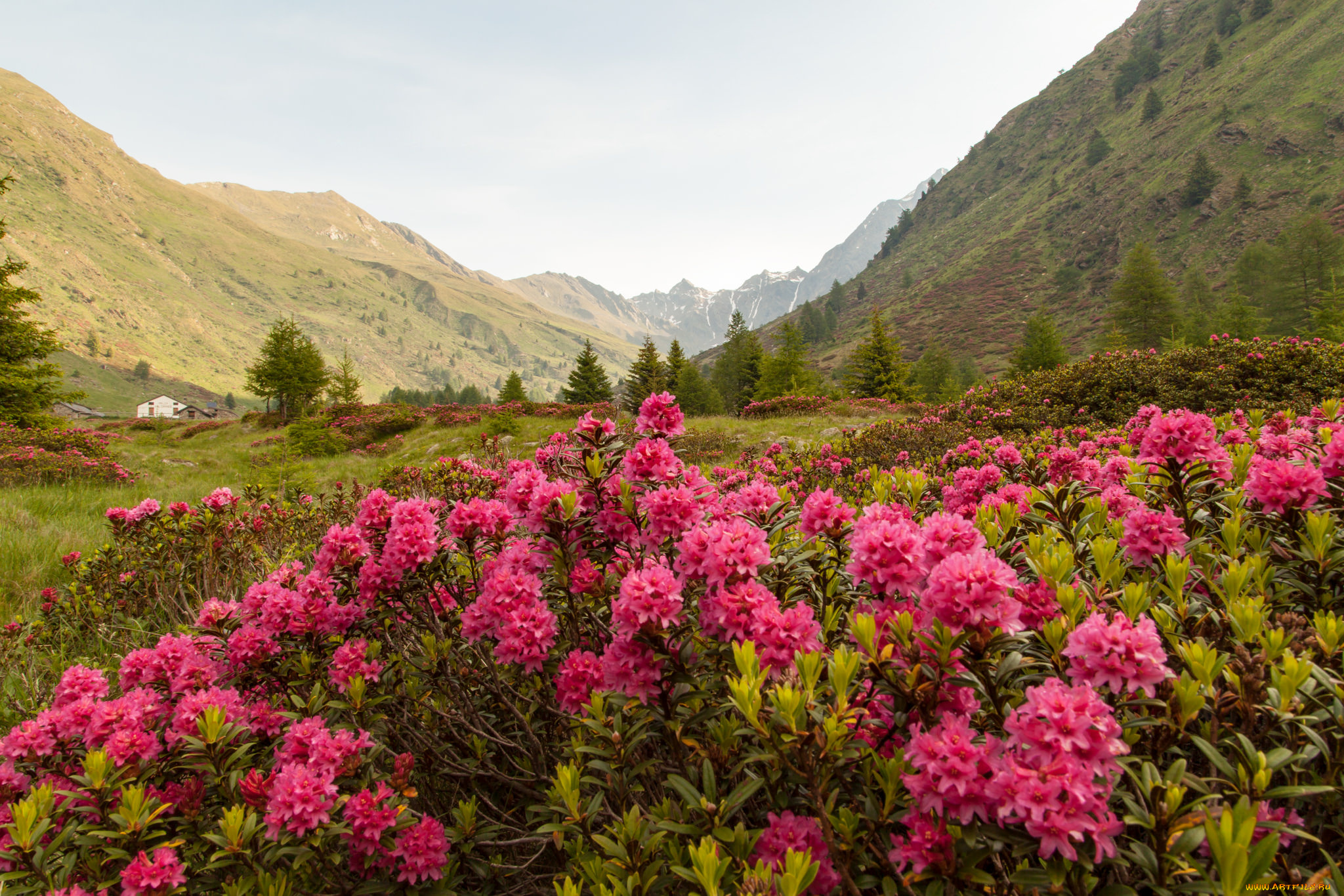 природа, луга, горы, деревья, трава, кустарник, цветы