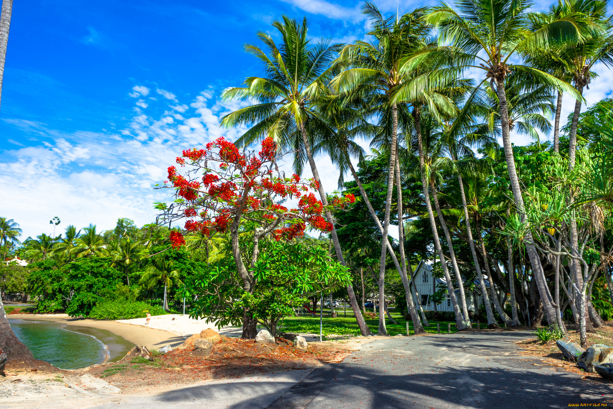 природа, тропики, курорт