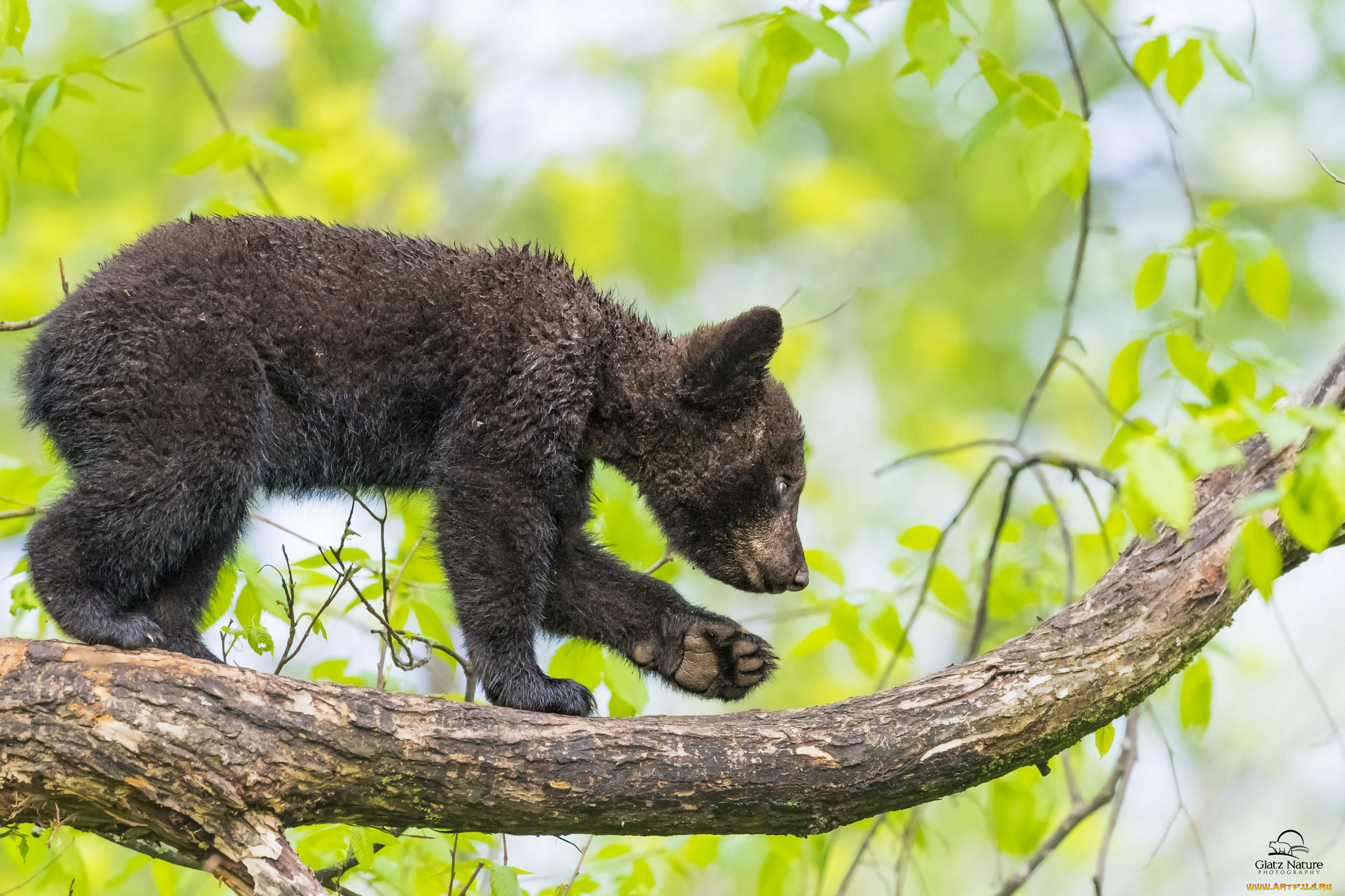 животные, медведи, дерево, ветка, медвежонок