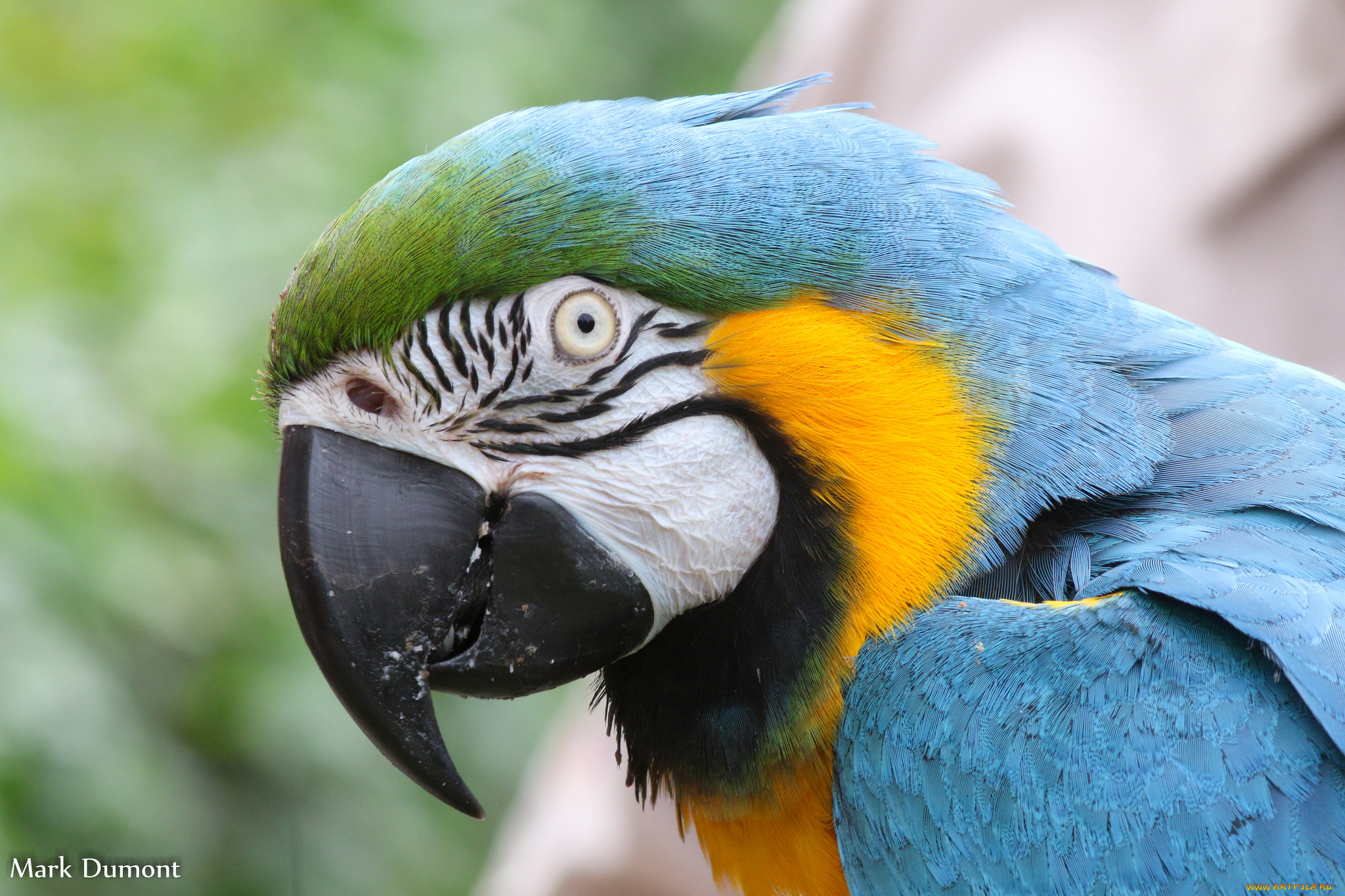 животные, попугаи, окрас, попугай, клюв, перья