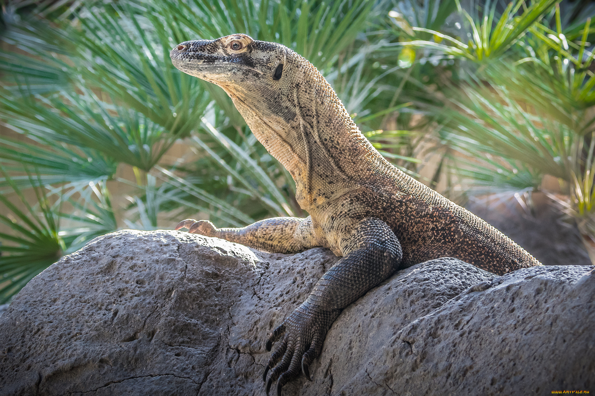 животные, Ящерицы, , игуаны, , вараны, ящерица, язык, окрас, фон