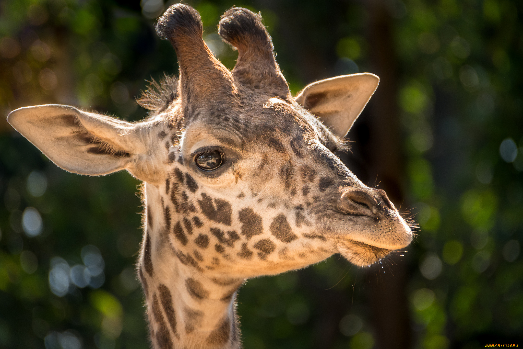 животные, жирафы, пара, деревья, расцветка, окрас, жираф