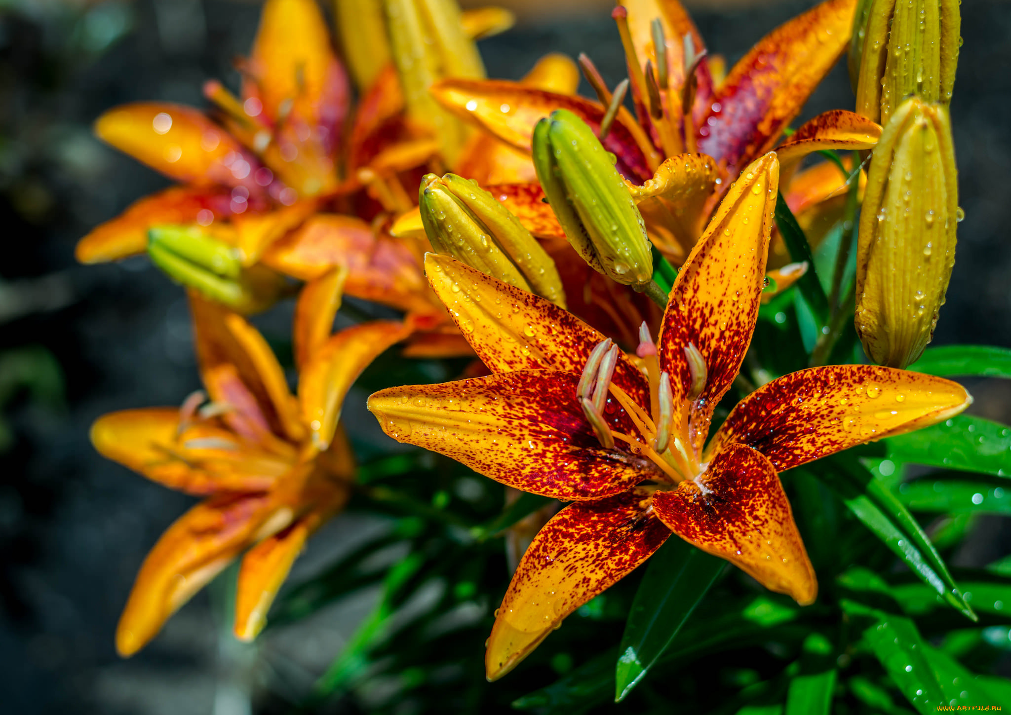 цветы, лилии, , лилейники, цветение, лепестки, бутоны, листья