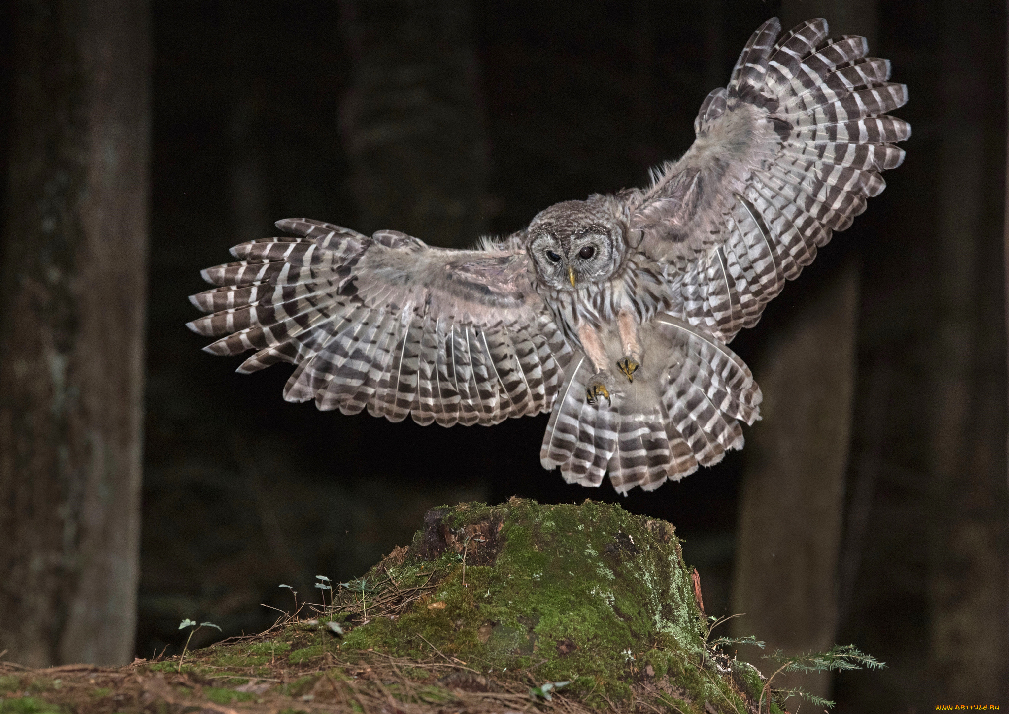 животные, совы, крылья, полет, окрас, сова, природа