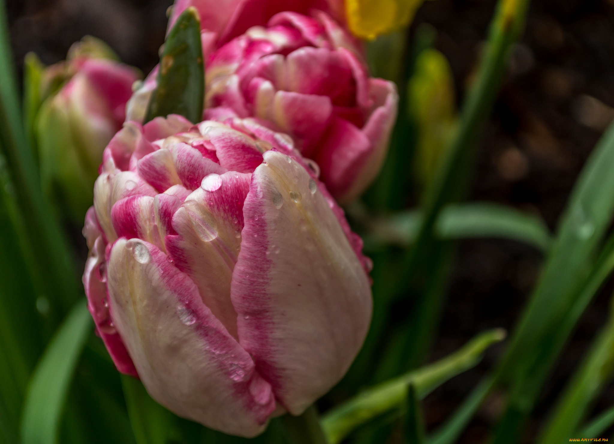 цветы, тюльпаны, цветение, цвет