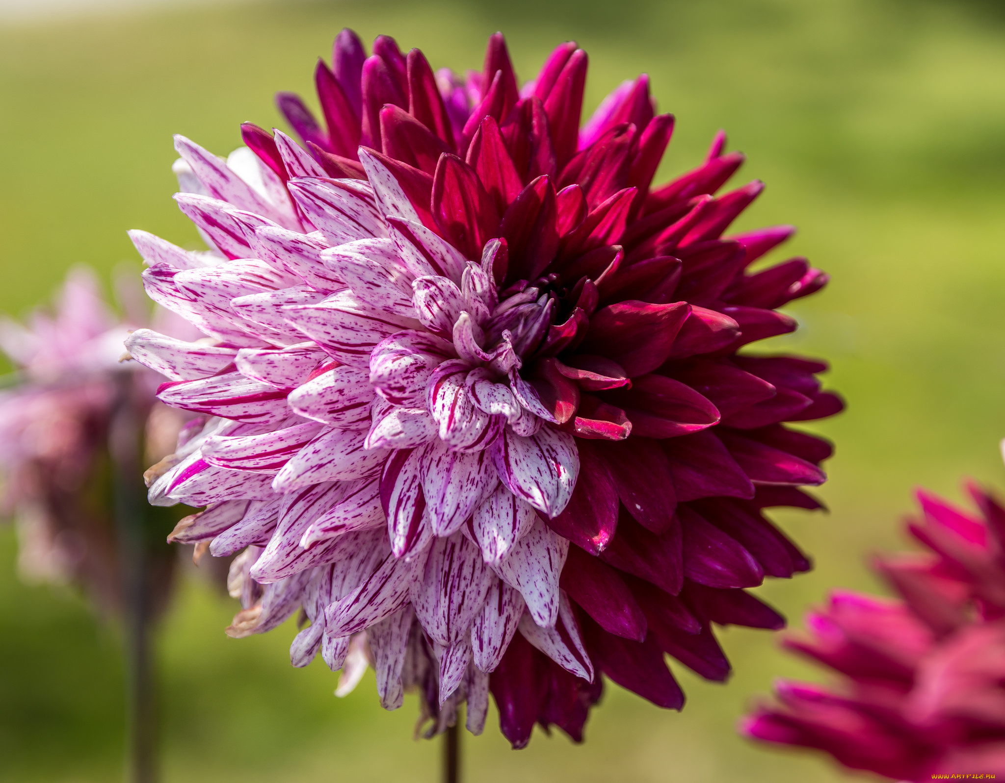 цветы, георгины, лепестки, цветение, георгин, цвет