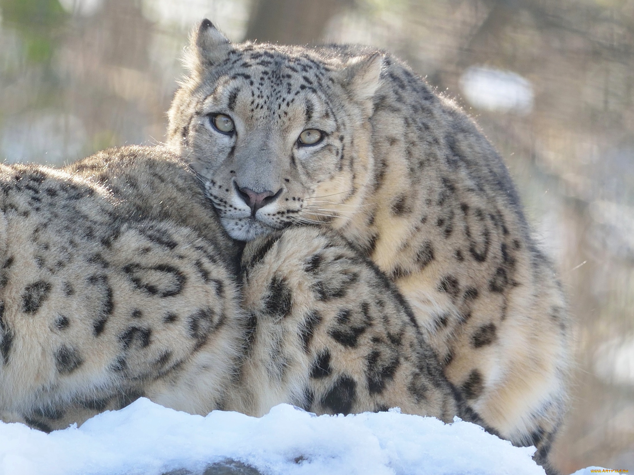 животные, снежный, барс, , ирбис, хищник, шерсть, снежный, барс, окрас