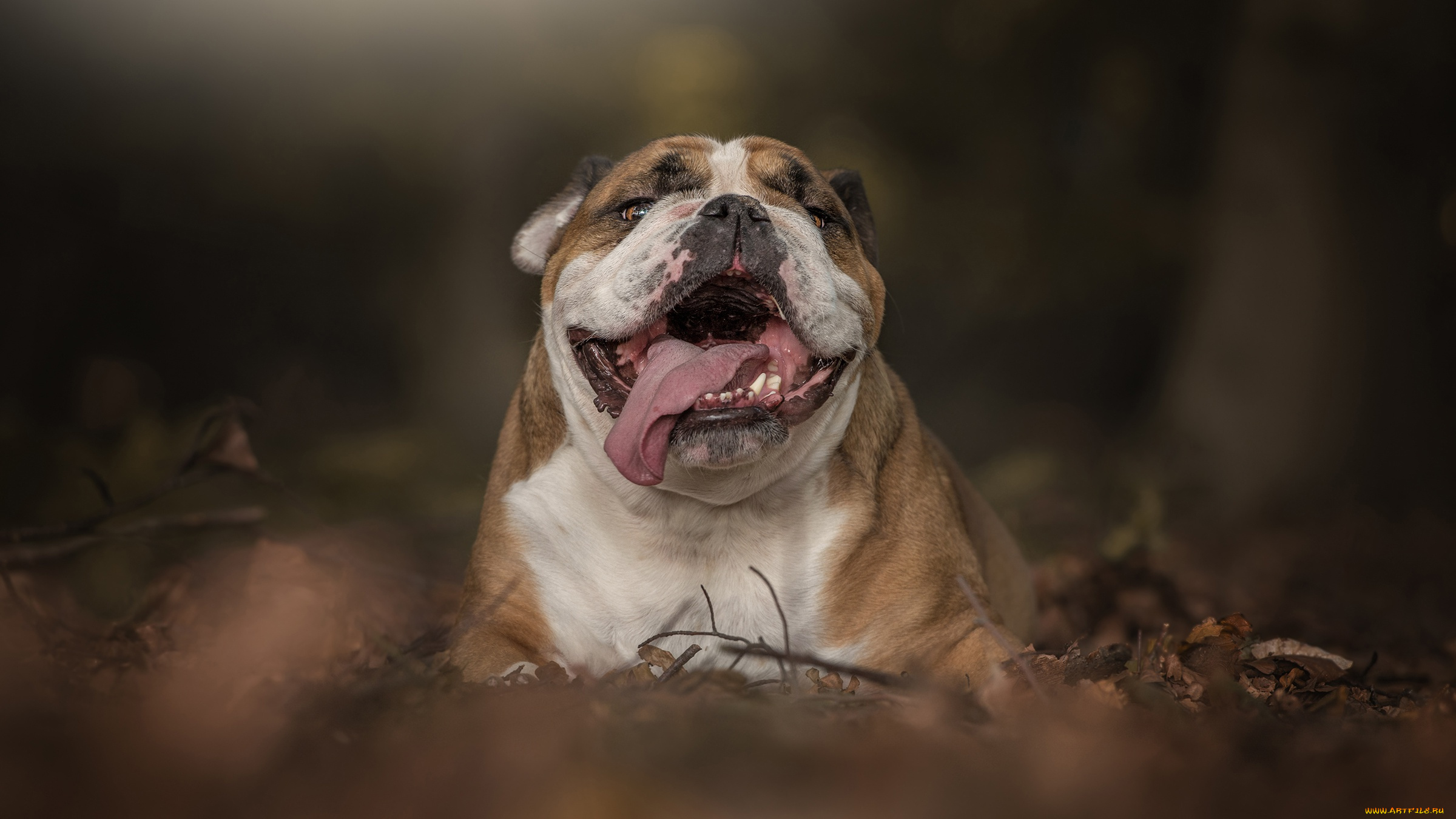 животные, собаки, листья, морда, лес, английский, бульдог, осень, собака, язык