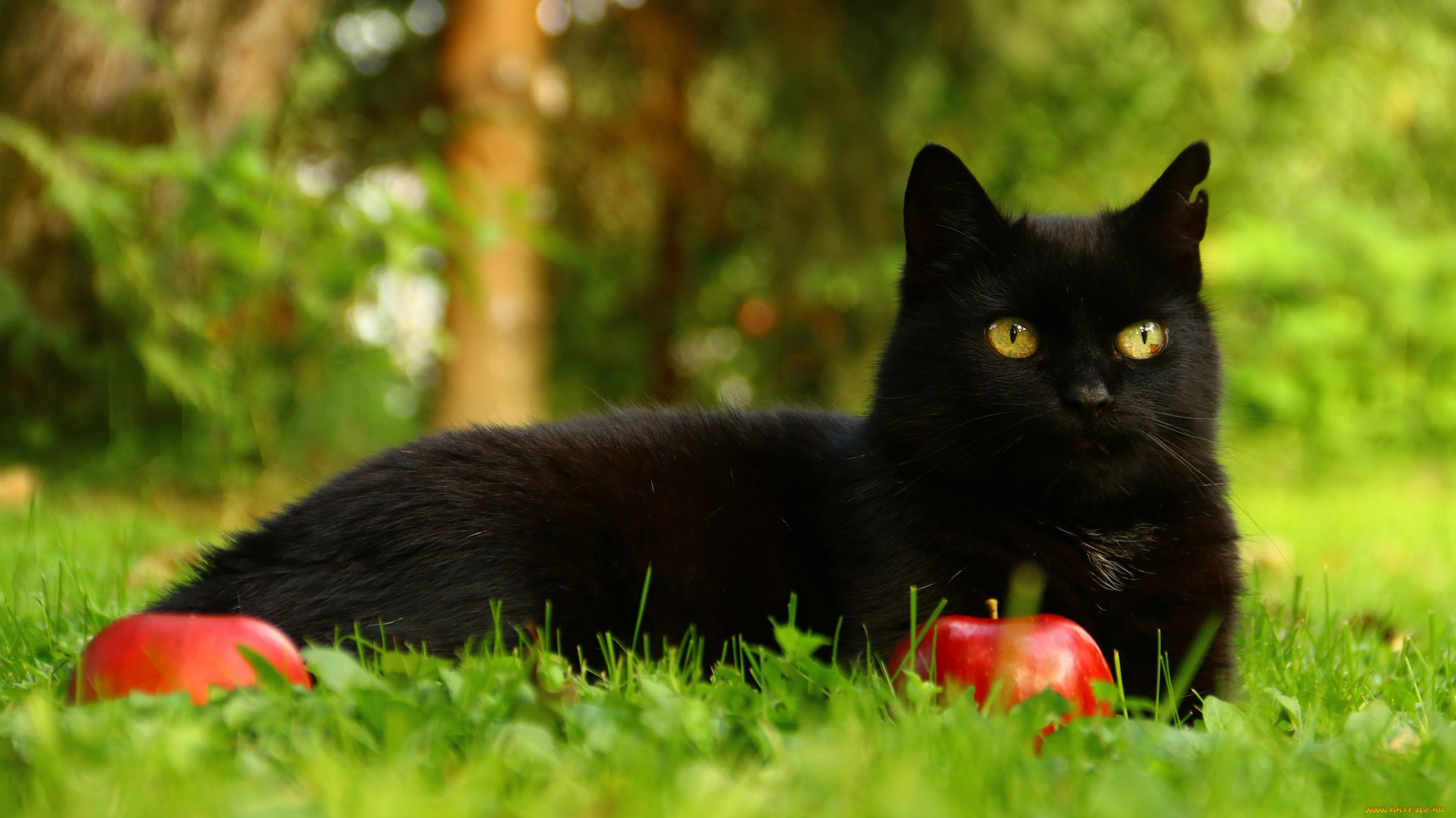 животные, коты, хвостик, ушки, шерсть, окрас, кот