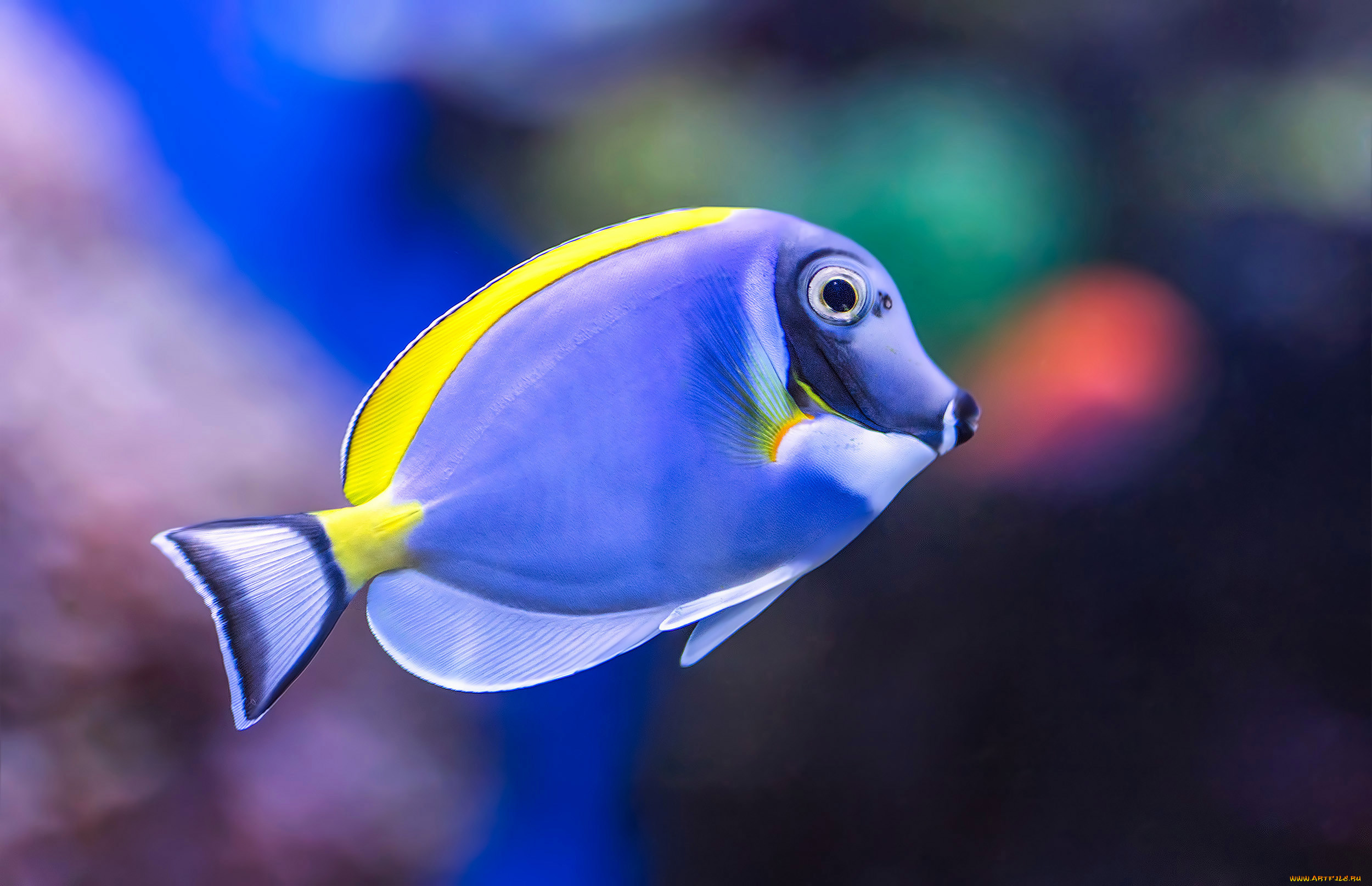 животные, рыбы, рыба, аквариум, окрас