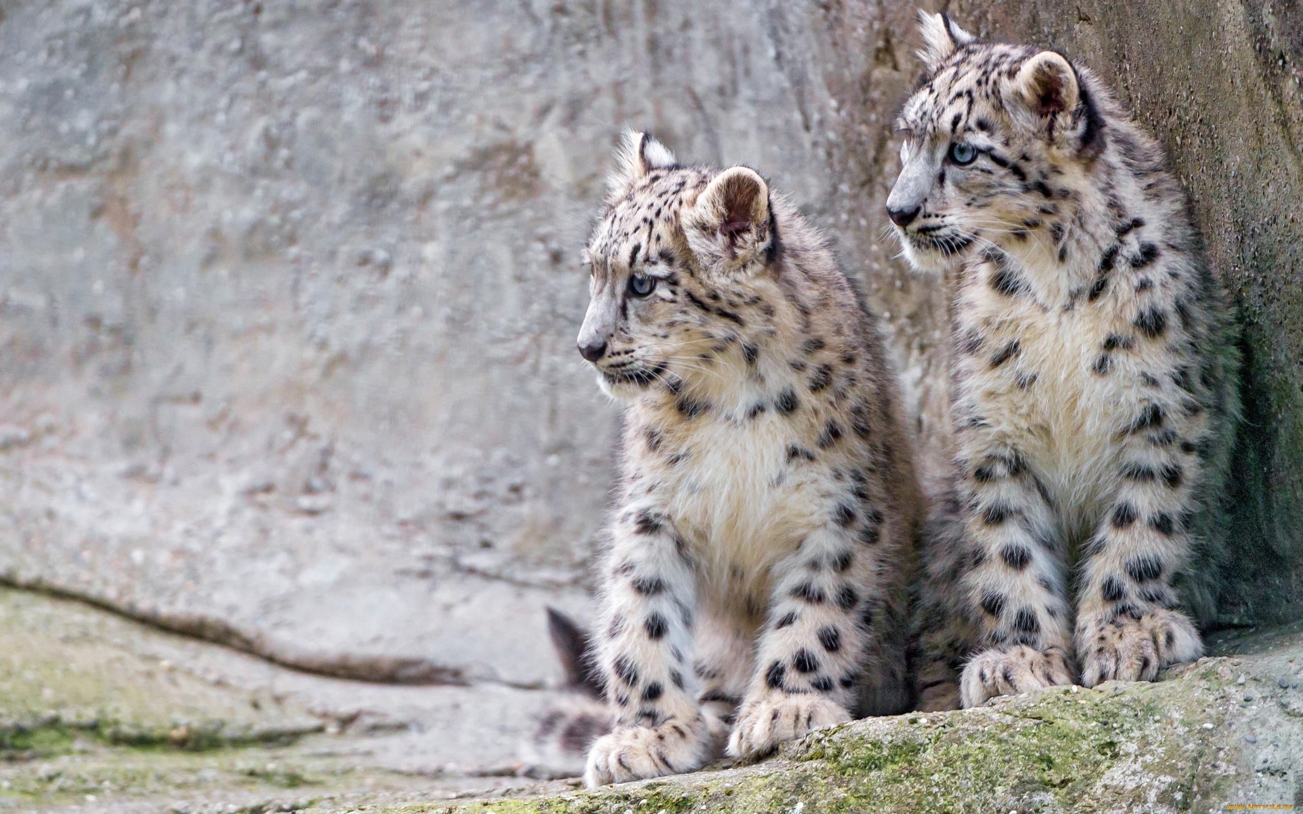 животные, снежный, барс, , ирбис, сидят, детеныши, милые, фон, снежный, барс, котята, морда, дикие, кошки, боке, пара, малыши, барсы, зоопарк, камни