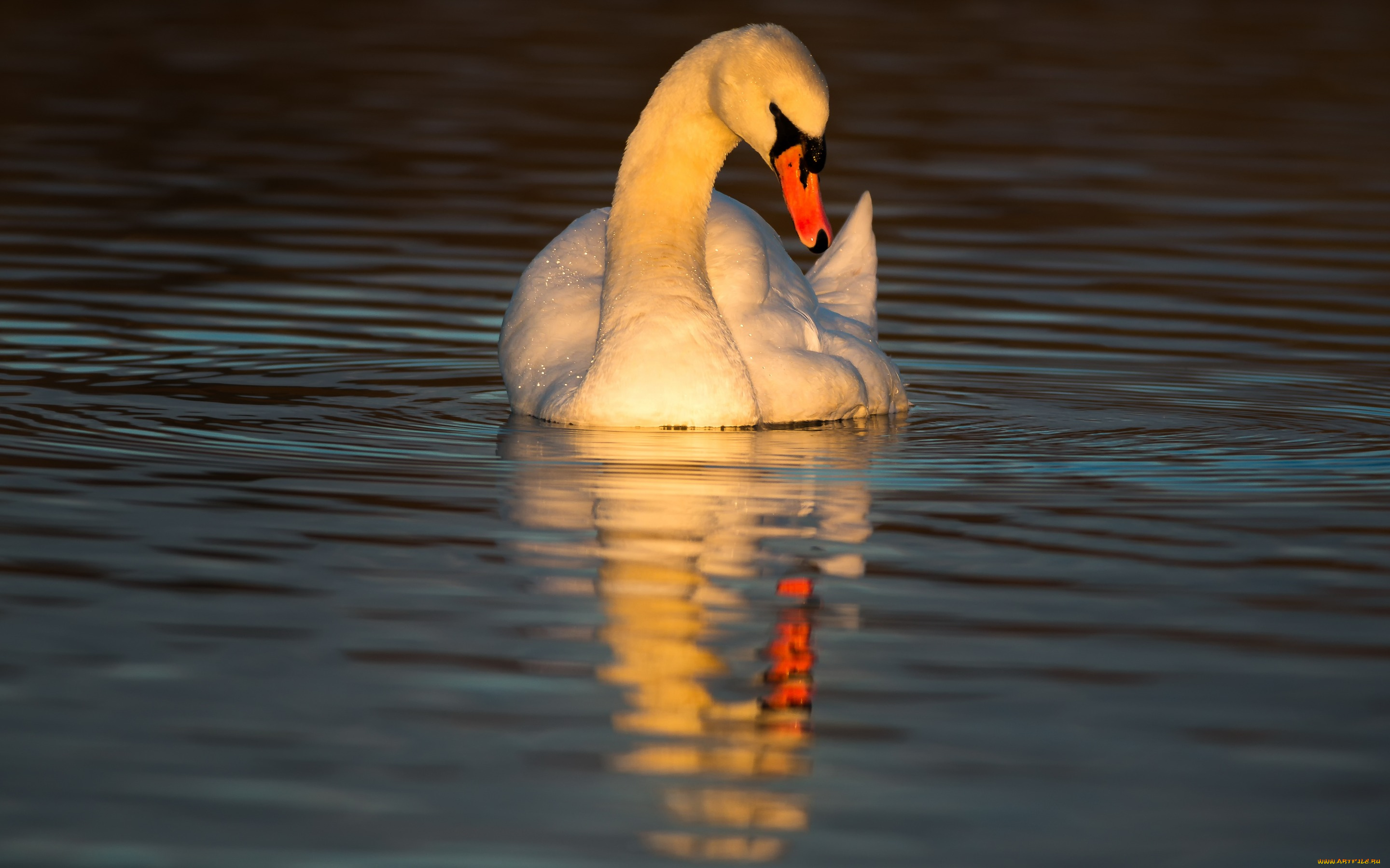 животные, лебеди, соло, лебедь, закат, лубуется, птица, водоем, солнце, круги, по, воде, поза, отражение, освещение, вода, вечер, зеркало, любование