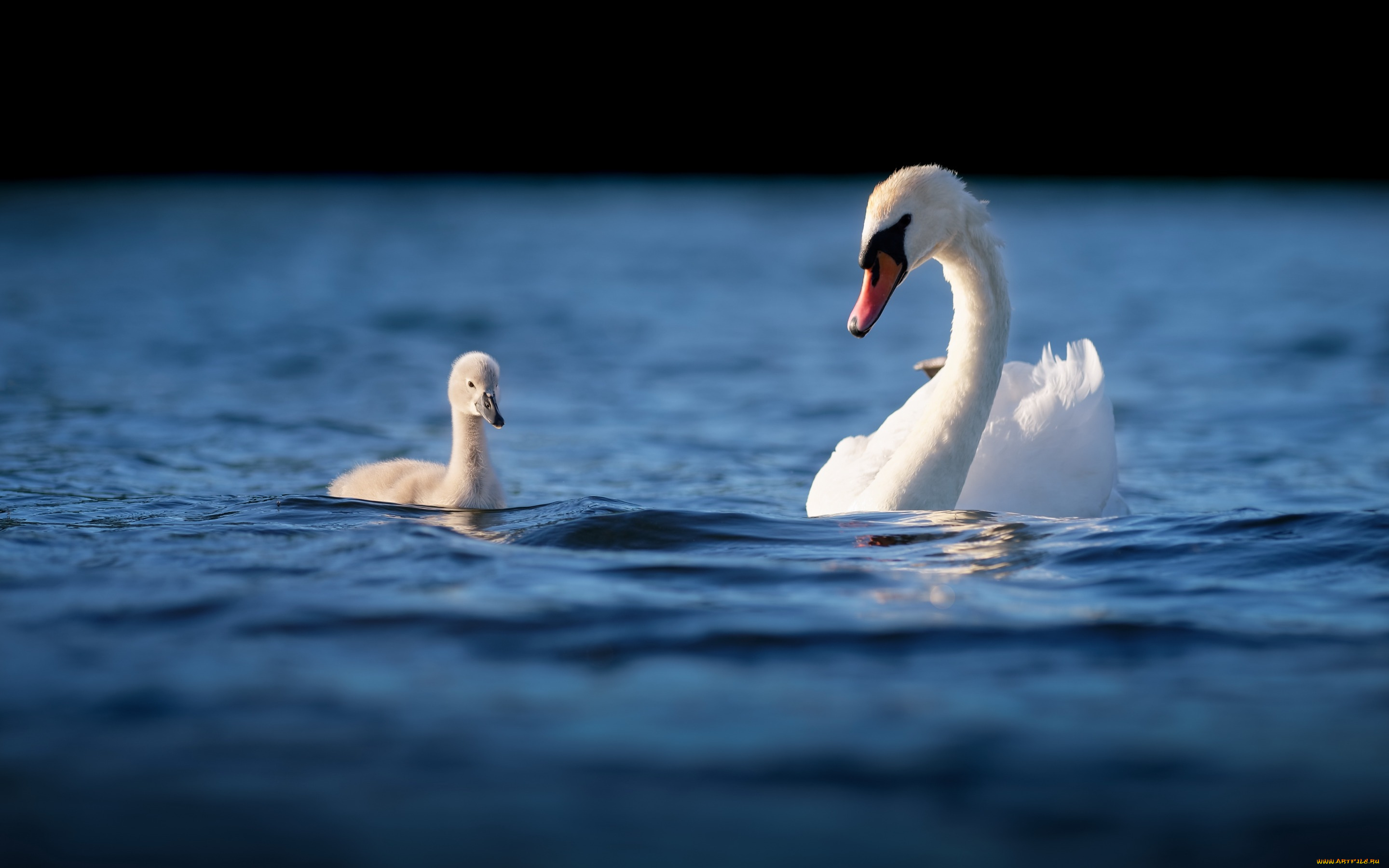 животные, лебеди, вода, птенец, лебедь, мило, мать, плавание, птицы, водоем