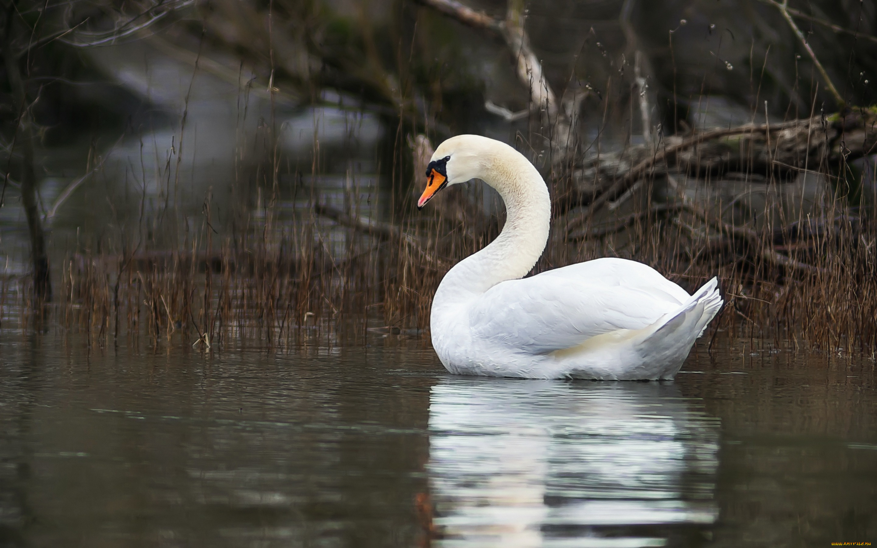 животные, лебеди, водоем, лебедь, птица, озеро, коряги, отражение, трава, заводь