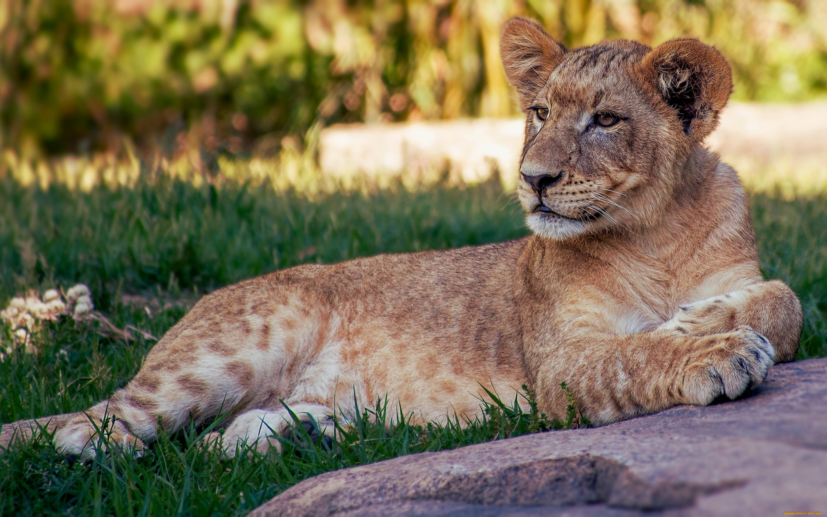 животные, львы, поза, лежит, отдых, дикие, кошки, трава, львенок, прайд, камень, лев