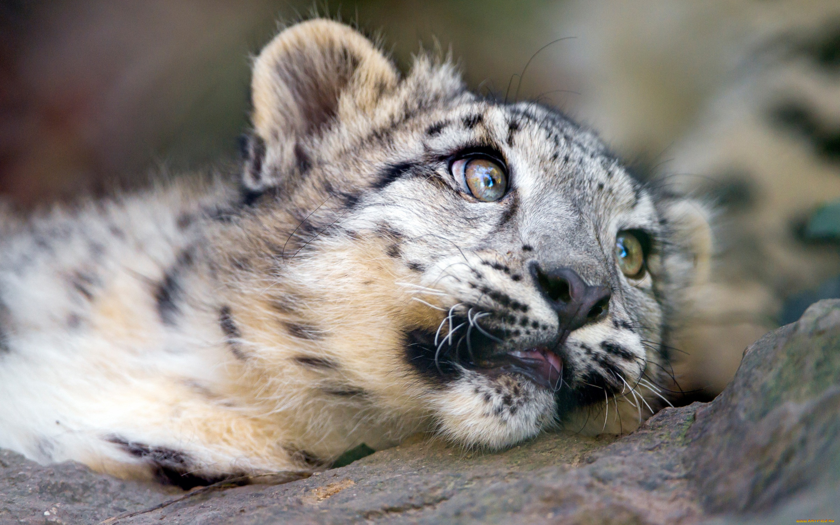 животные, снежный, барс, , ирбис, дикие, кошки, камни, зоопарк, детеныш, крупный, план, малыш, взгляд, лежит, портрет, снежный, барс, морда, котенок