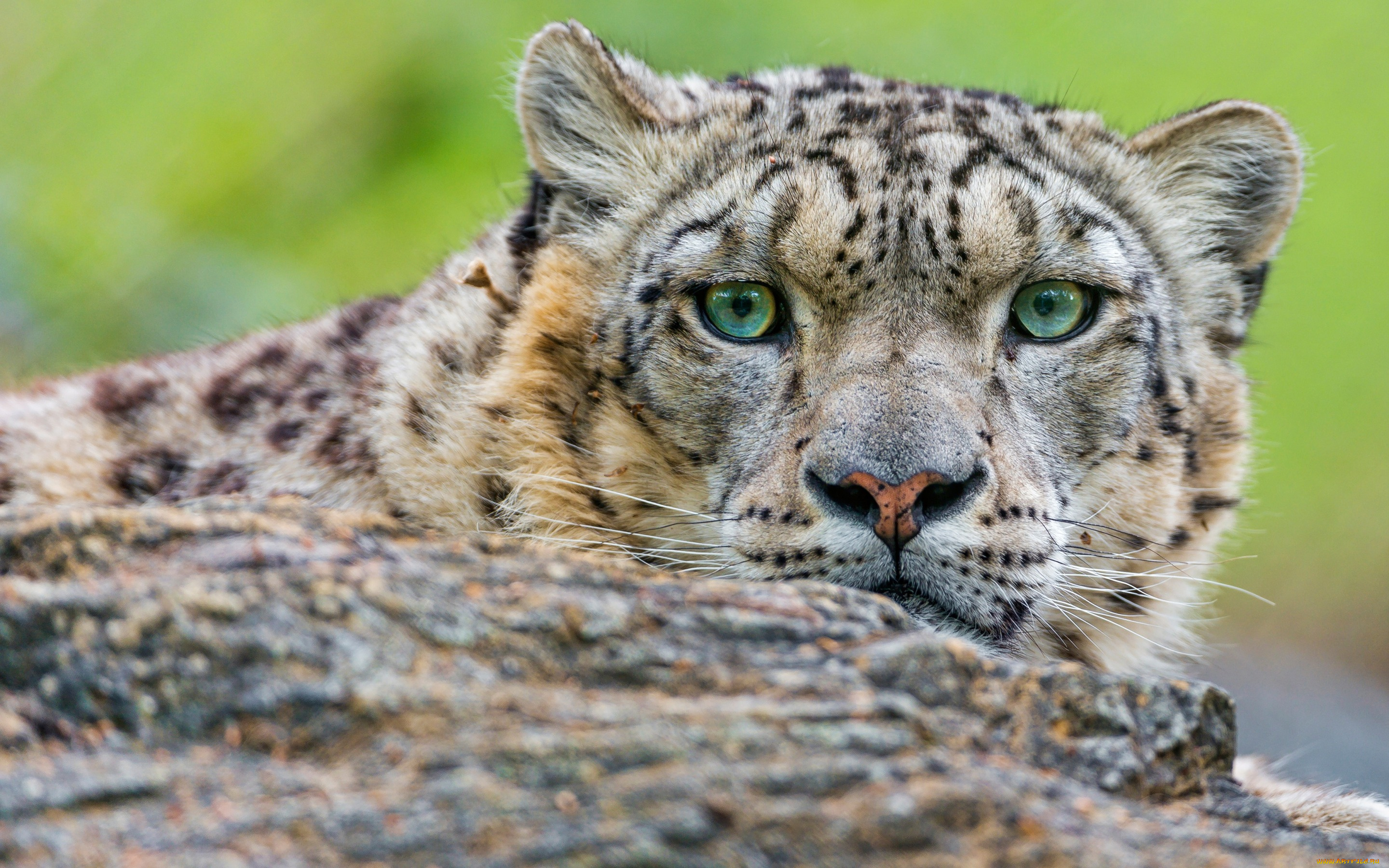 животные, снежный, барс, , ирбис, кошки, портрет, взгляд, камень, снежный, барс, морда, выразительный, дикие, зоопарк, крупный, план, зеленые, глаза