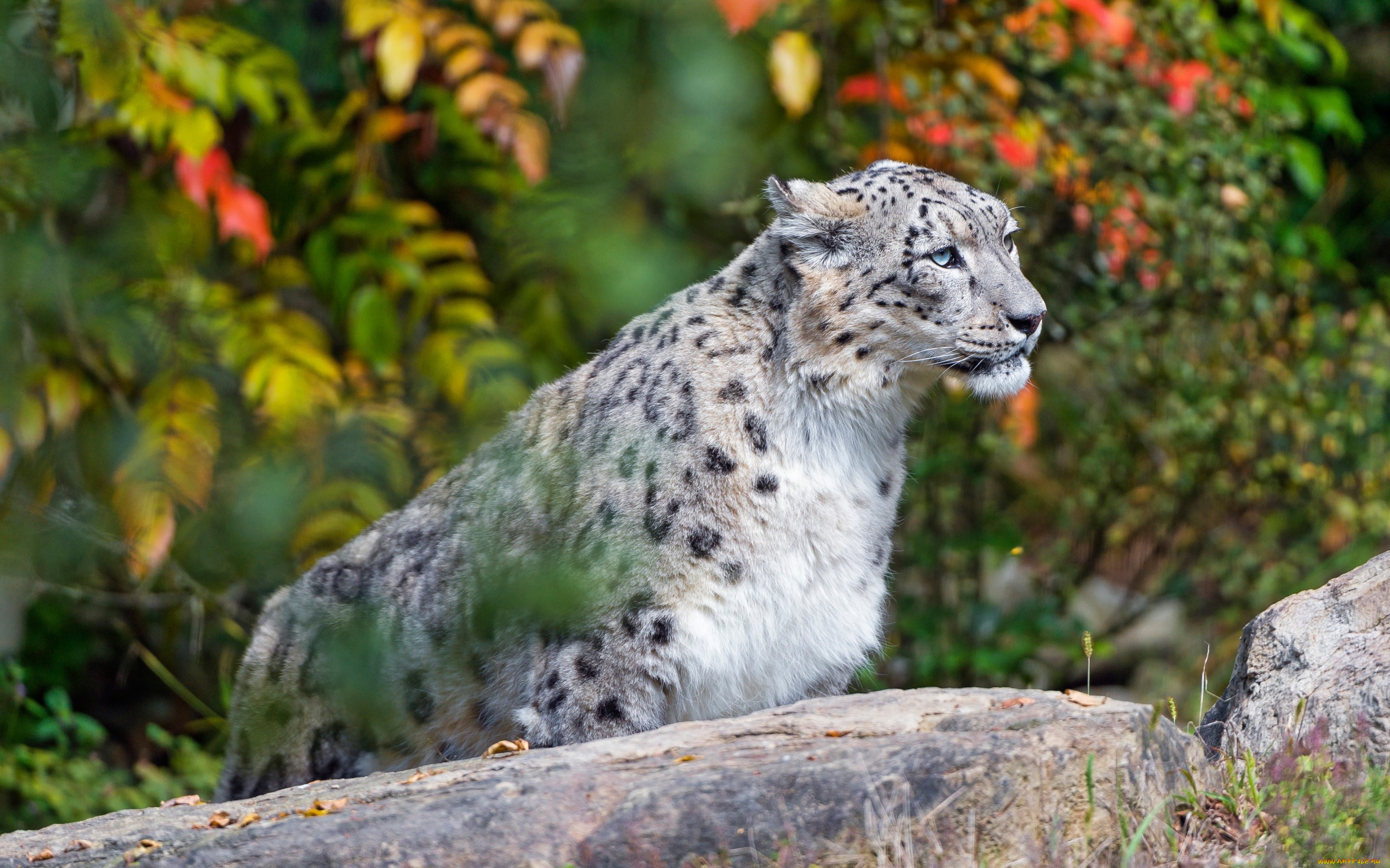 животные, снежный, барс, , ирбис, листья, ярко, портрет, зоопарк, кошки, взгляд, краски, снежный, барс, осень, красавец, дикие, камень, сидит