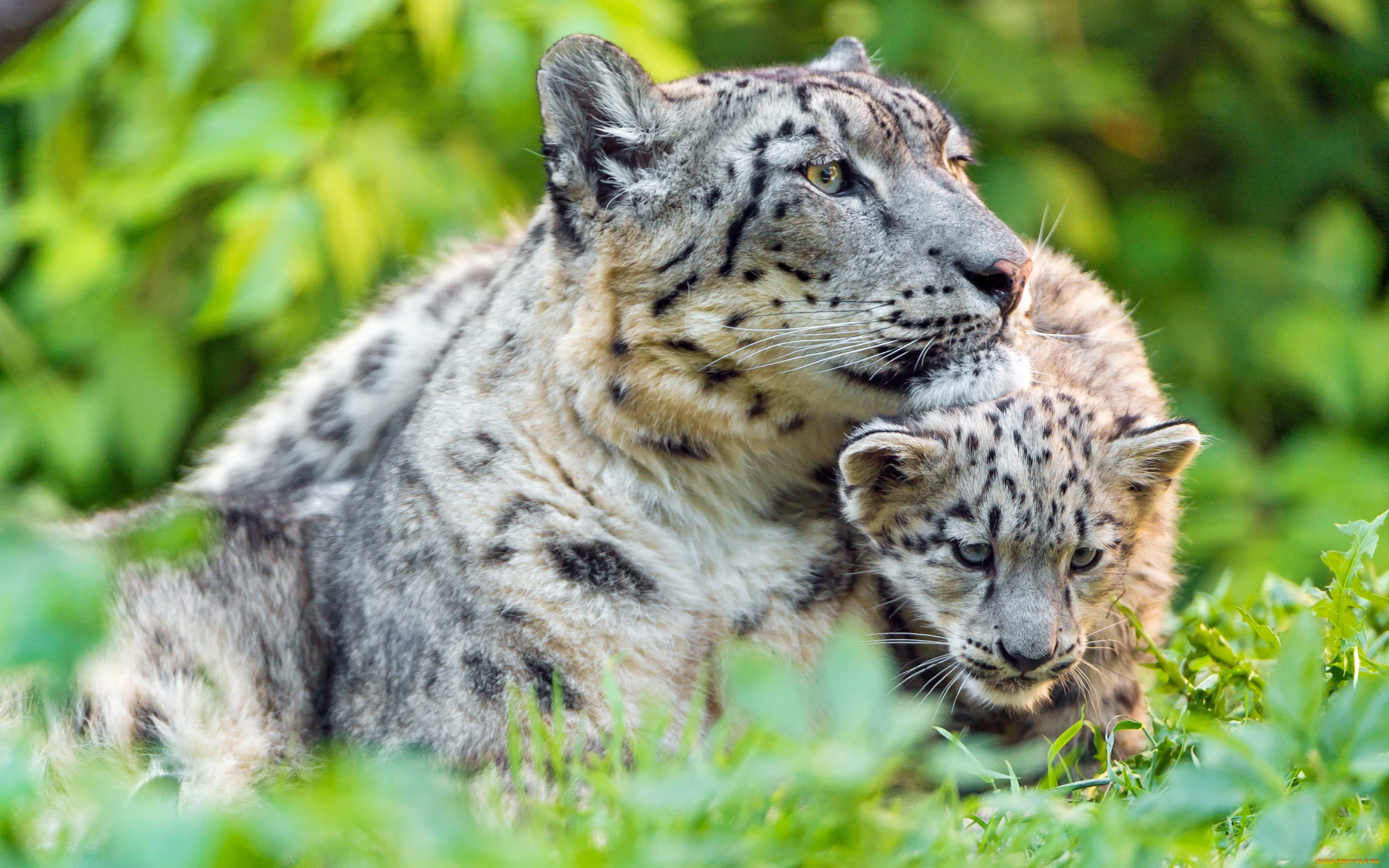 животные, снежный, барс, , ирбис, малыш, мать, снежный, барс, забота, котенок, зелень, дикие, кошки, морда, дитя, отдых, зоопарк, детеныш, лето, трава