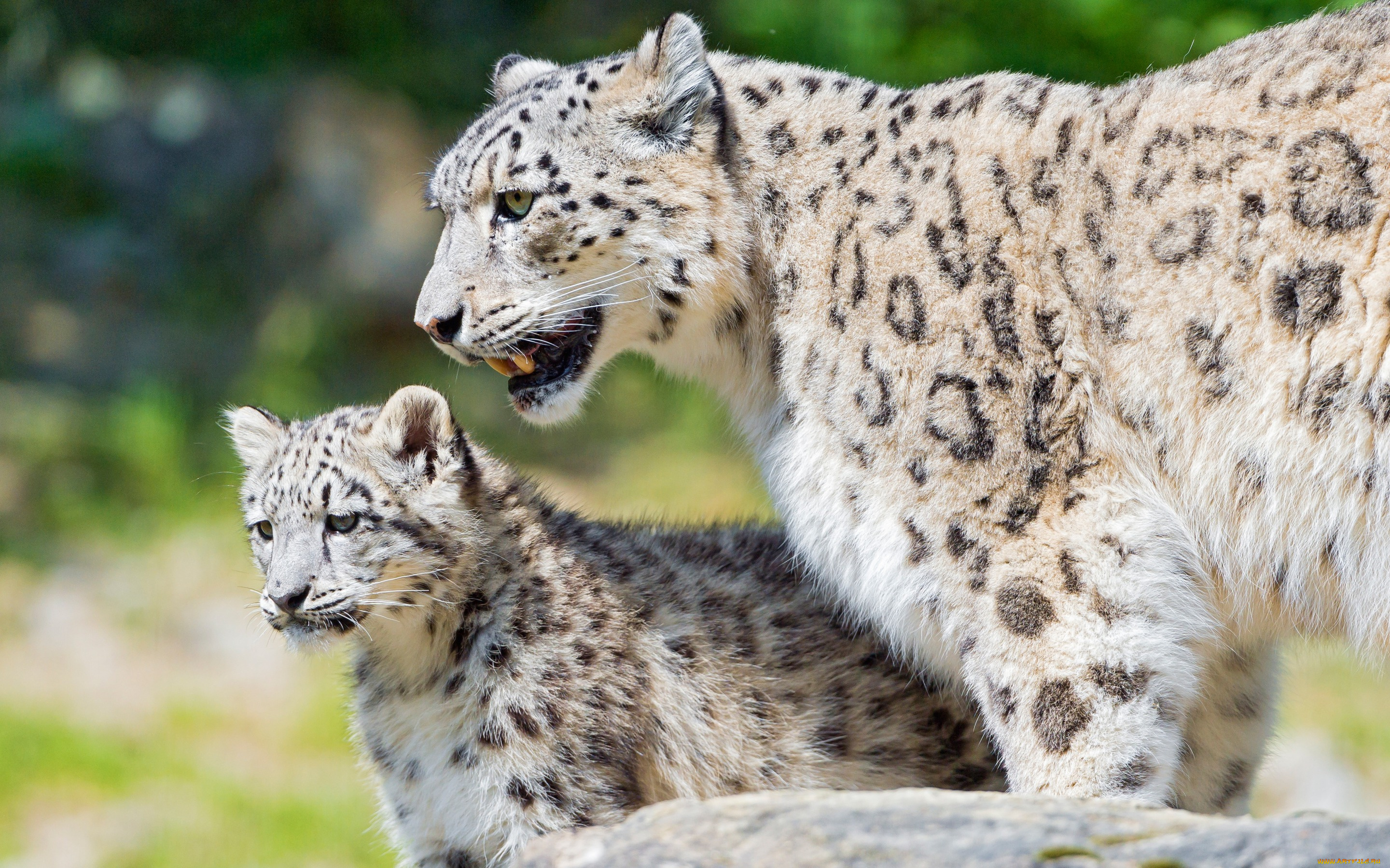 животные, снежный, барс, , ирбис, природа, дитя, барсы, детеныш, зоопарк, кошки, охрана, камень, мать, бдительность, взгляд, котенок, забота, дикие, малыш, снежный, барс, фон