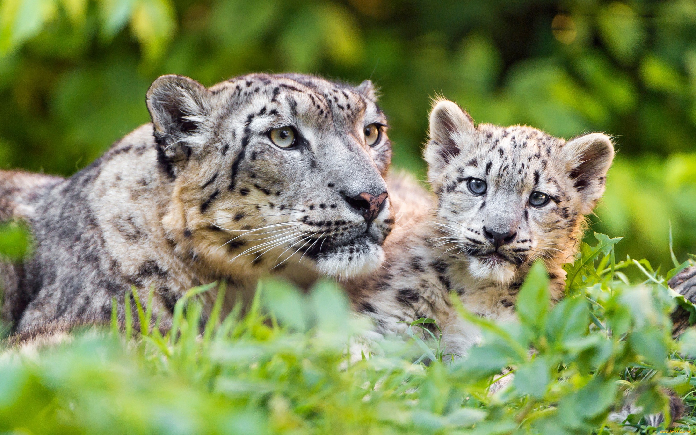 животные, снежный, барс, , ирбис, зелень, кошки, барсы, трава, мать, взгляд, забота, малыш, снежный, барс, котенок, дитя, дикие, зоопарк, детеныш