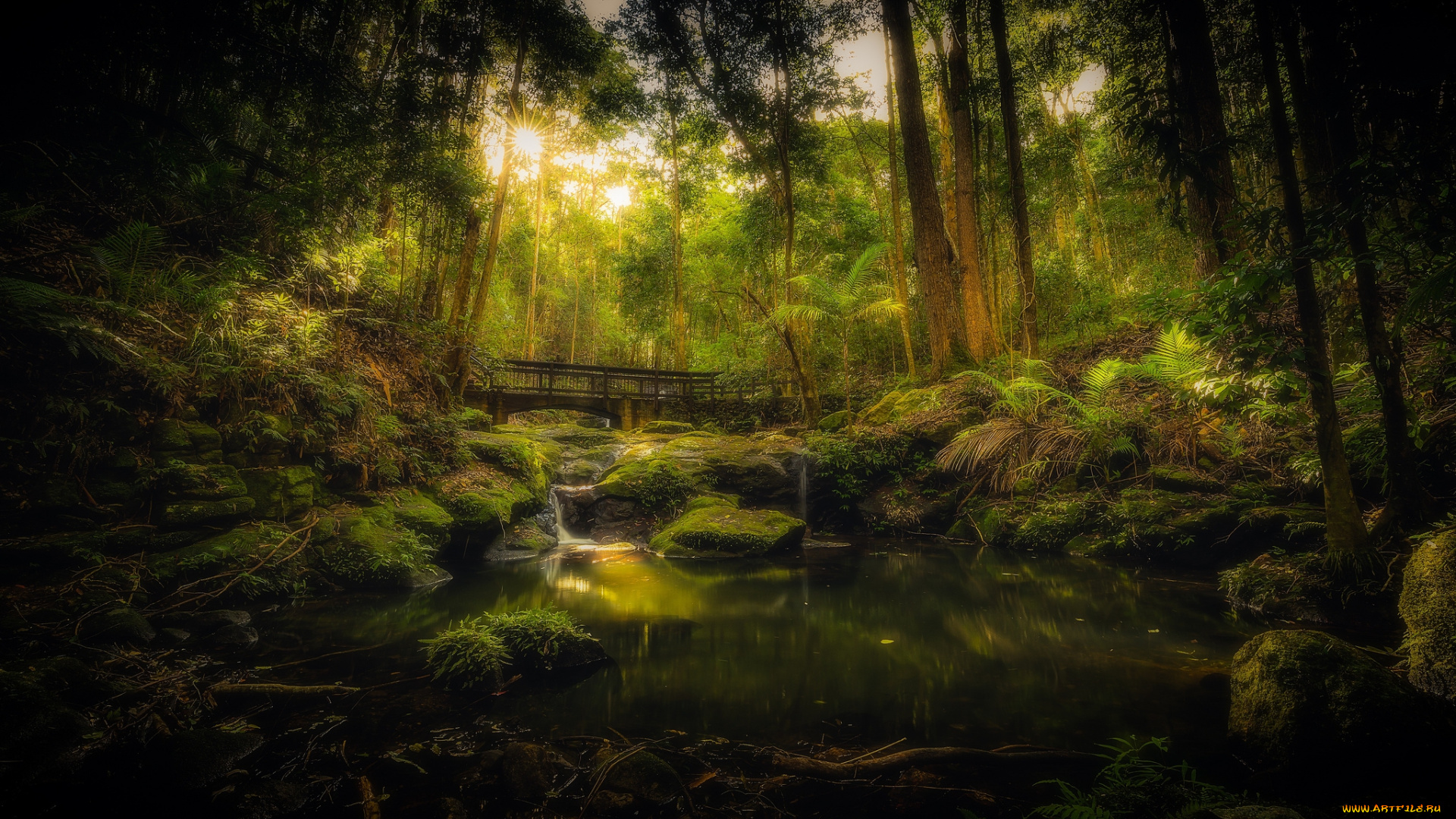 природа, лес, простор