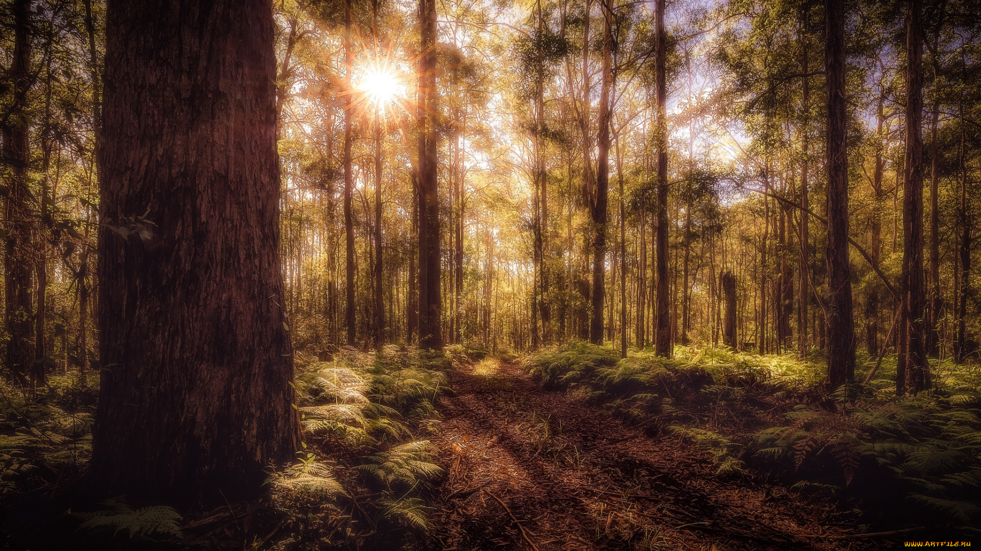 природа, лес, простор