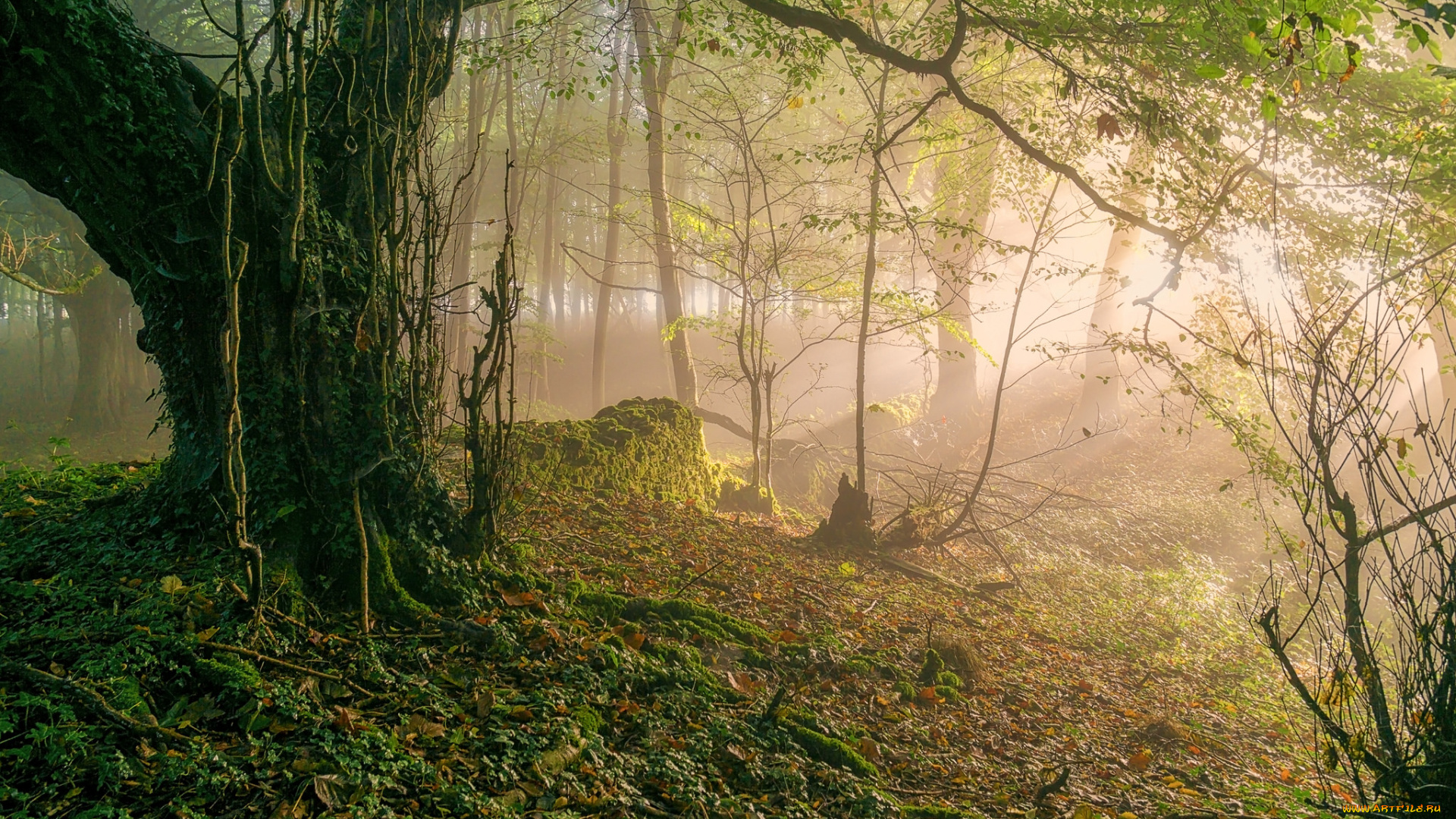 природа, лес, простор