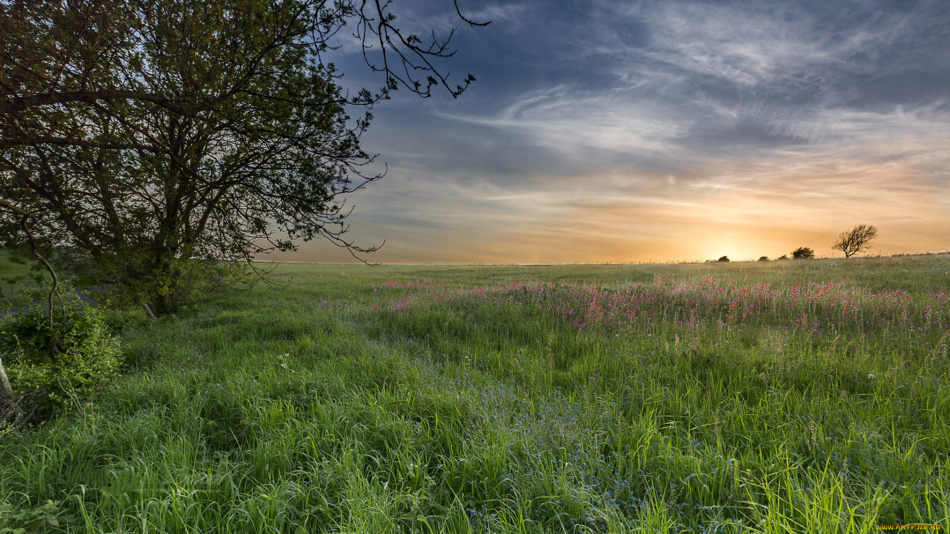 природа, поля, простор