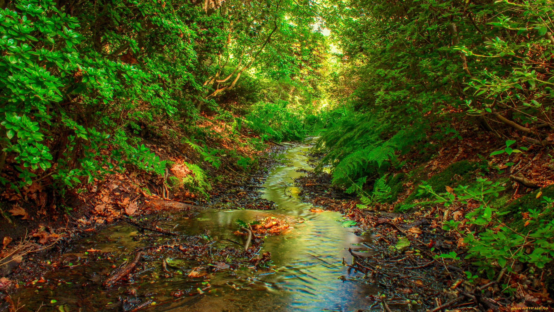 природа, реки, озера, простор