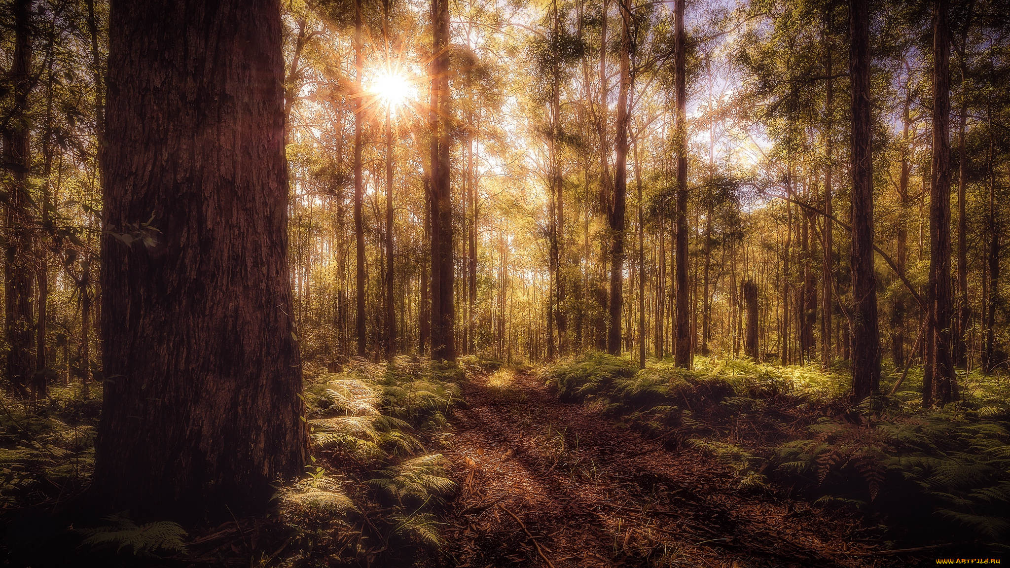 природа, лес, простор