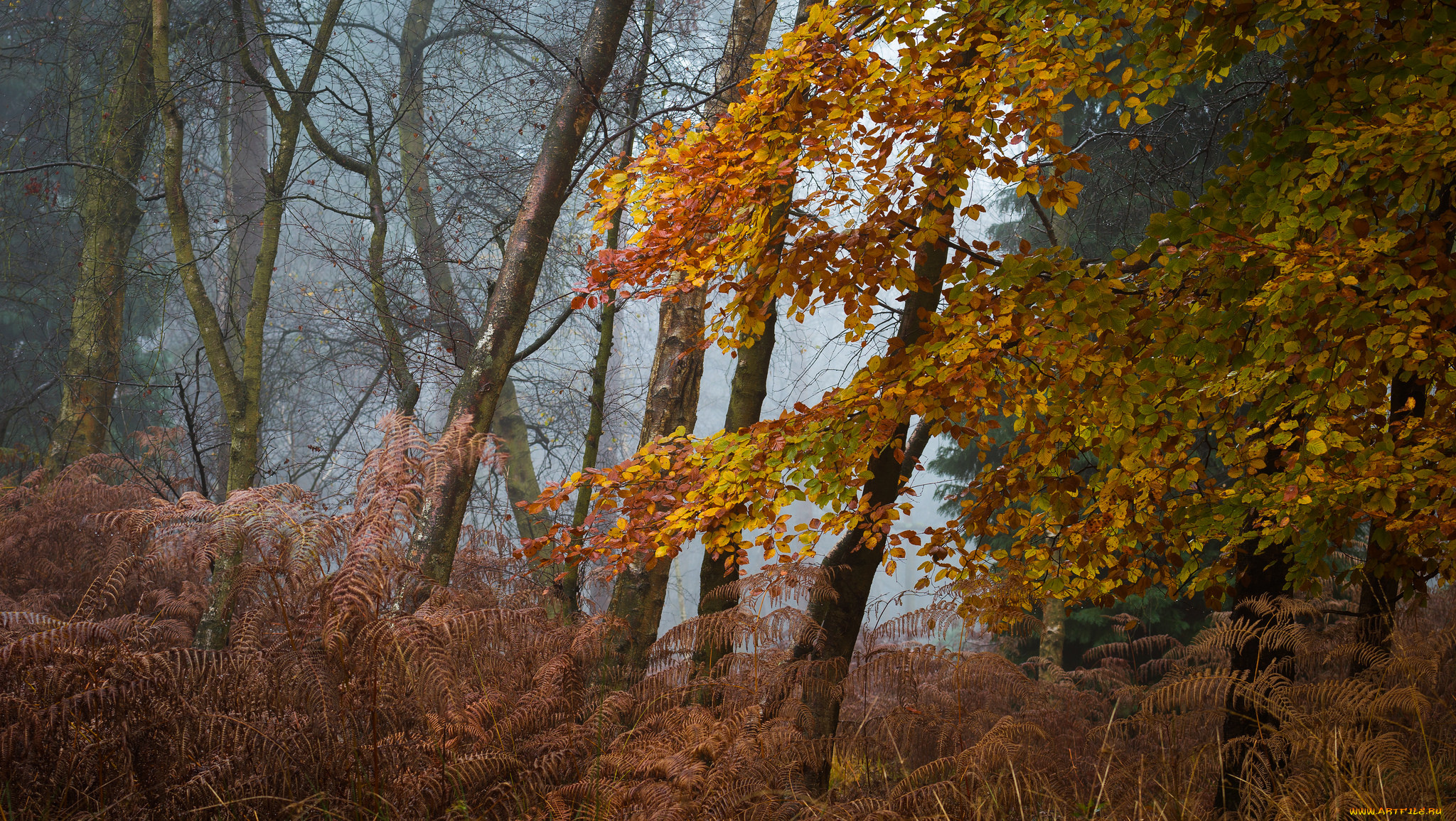 природа, лес, простор