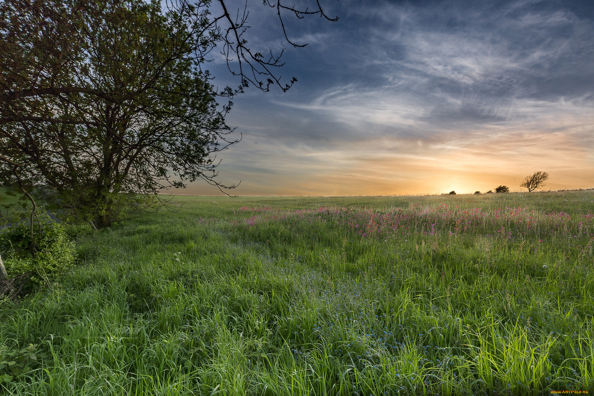 природа, поля, простор