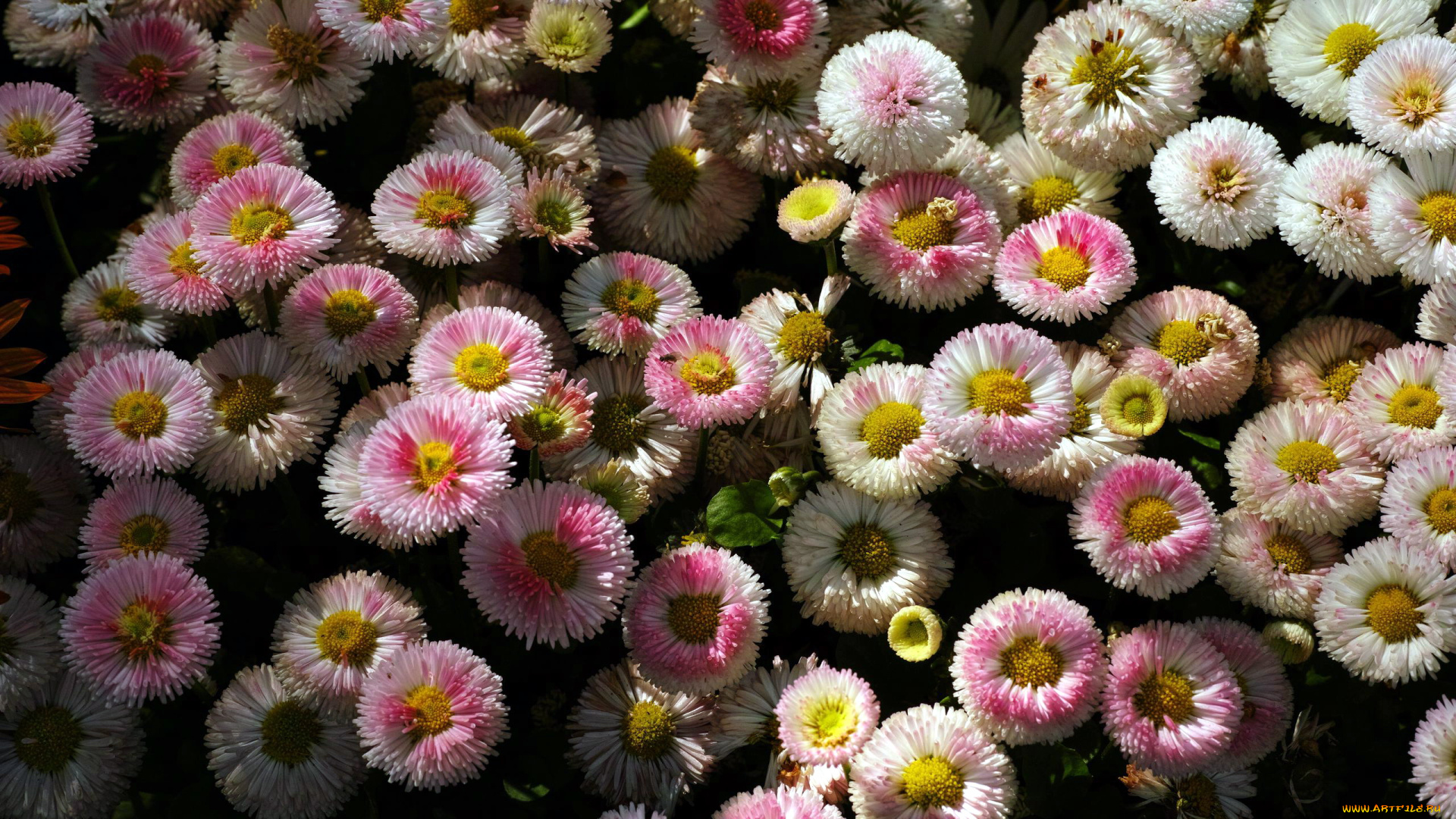цветы, маргаритки, белые, розовые, много