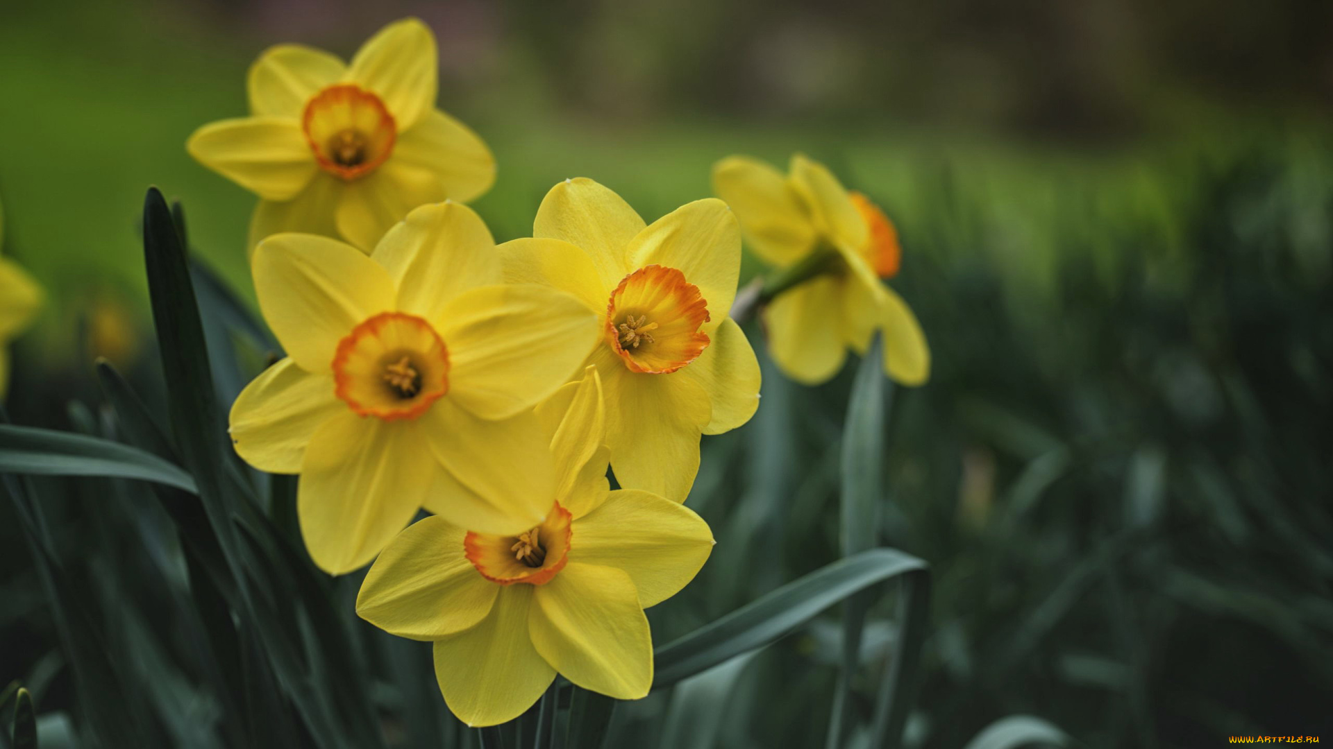 цветы, нарциссы, желтые, весна