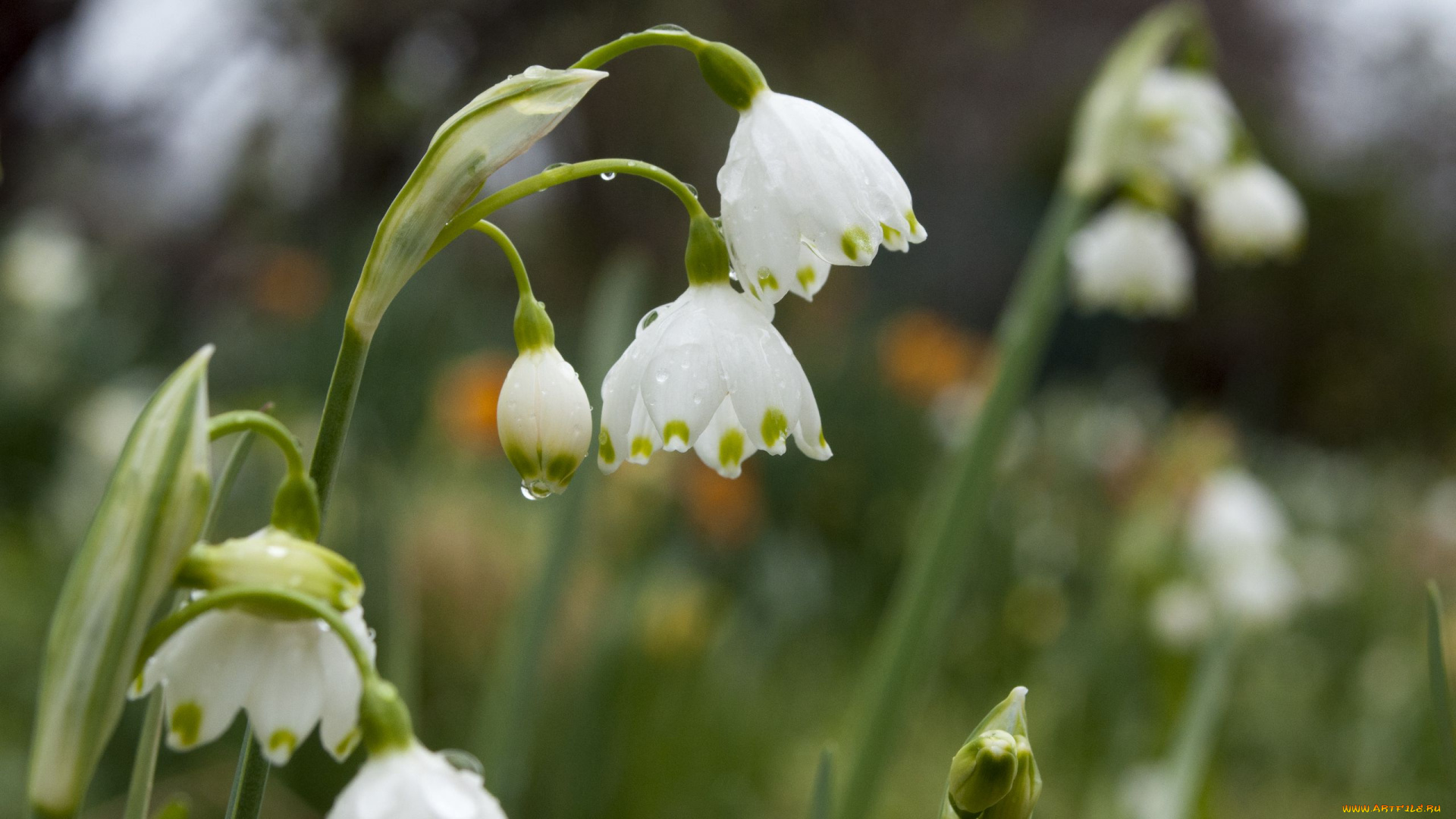 цветы, подснежники, , белоцветники, , пролески, первоцветы, капли
