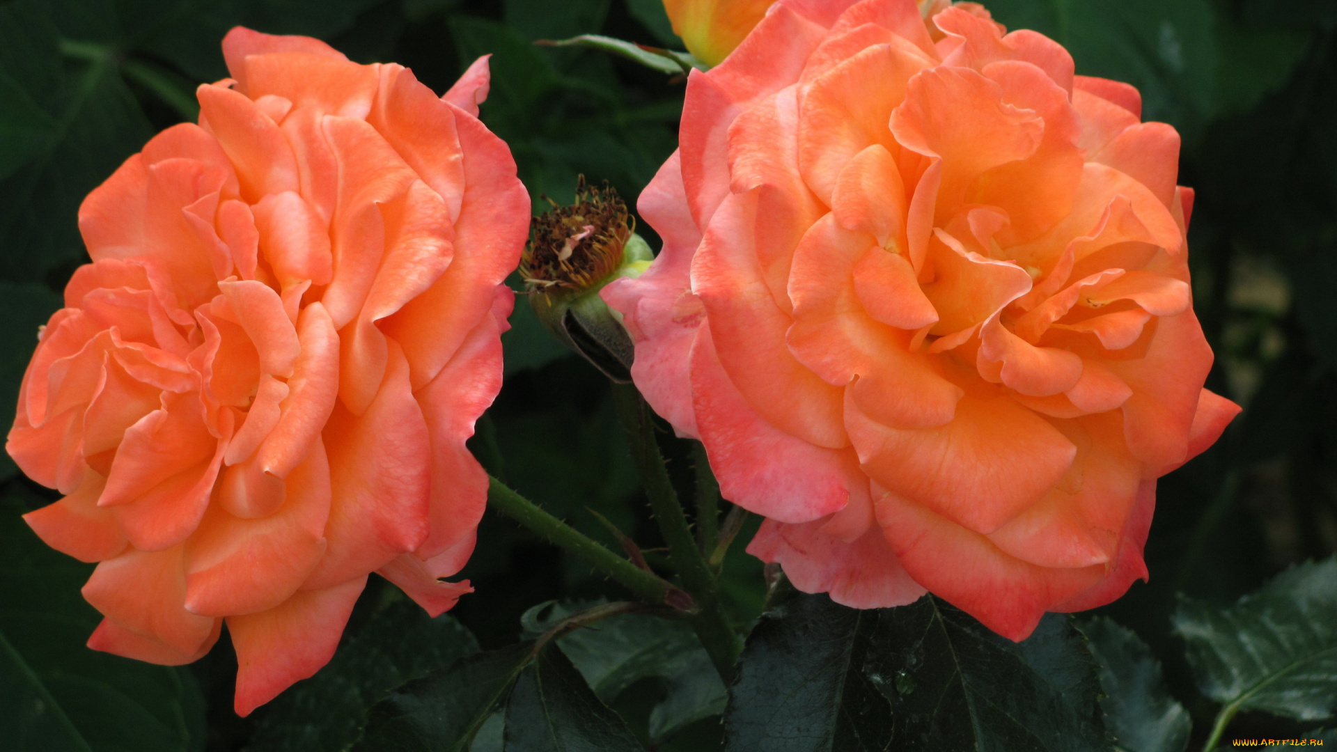 цветы, розы, персиковые, макро