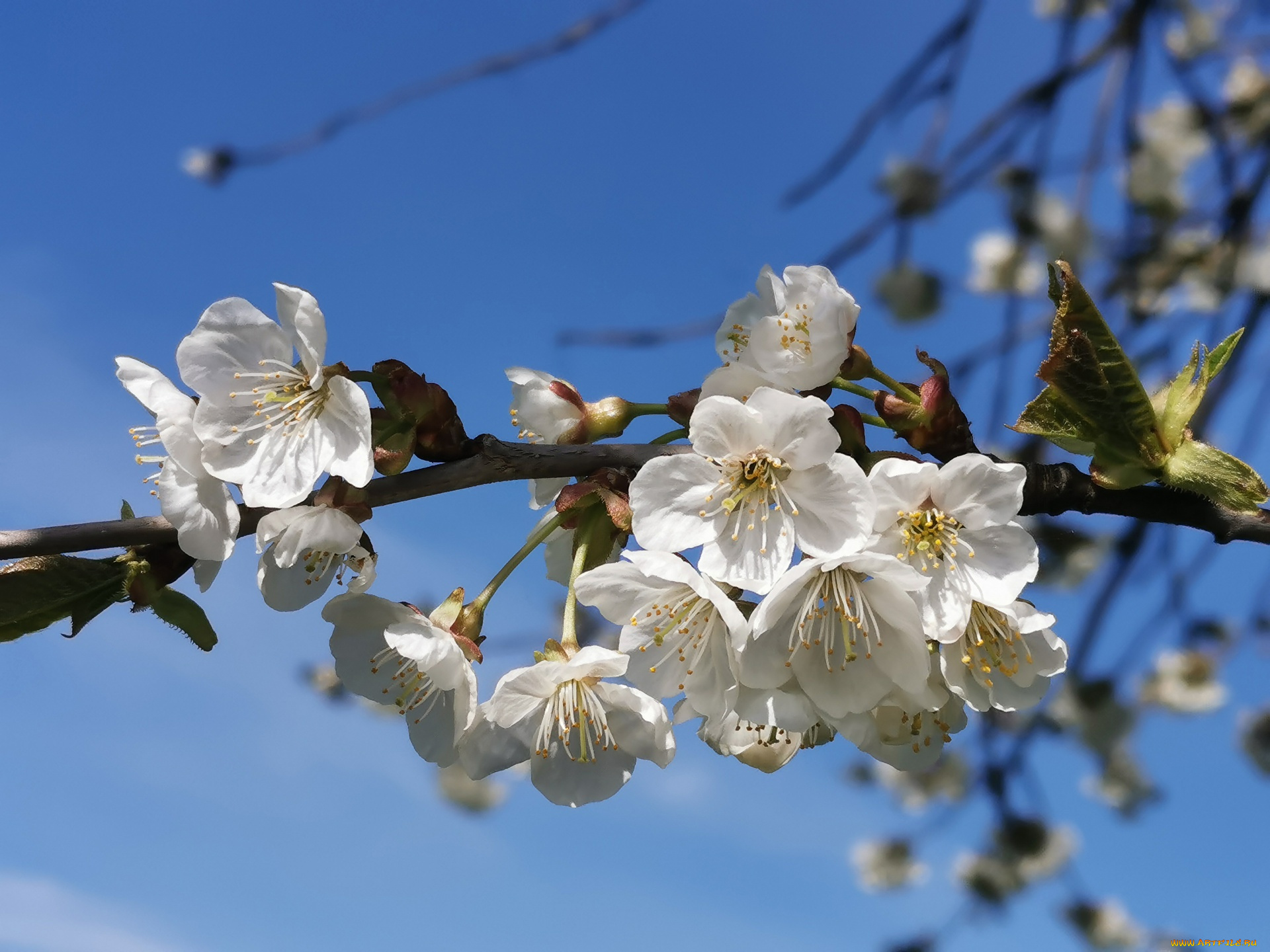 цветы, цветущие, деревья, , , кустарники, весна, цветущее, плодовое, дерево