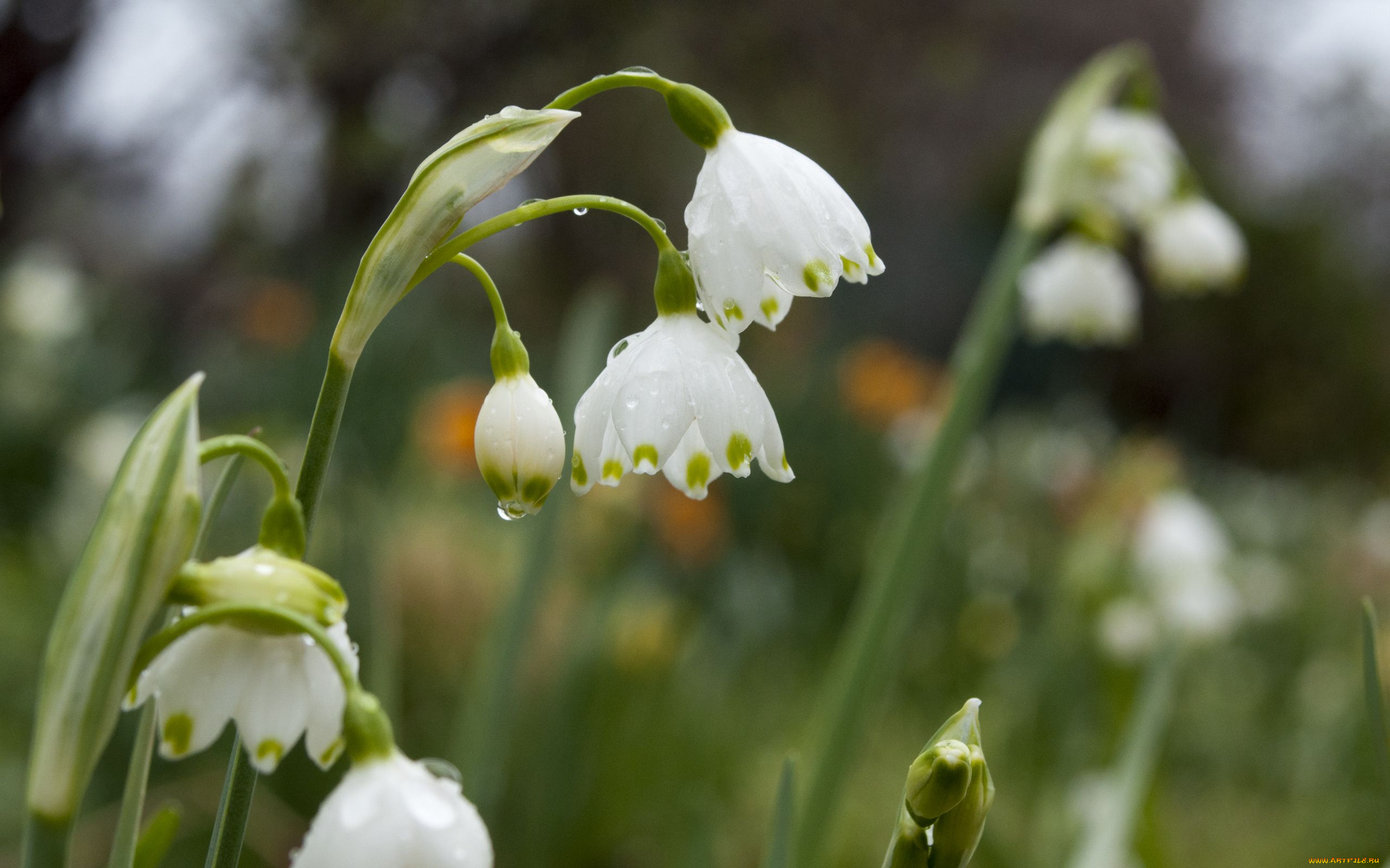 цветы, подснежники, , белоцветники, , пролески, первоцветы, капли