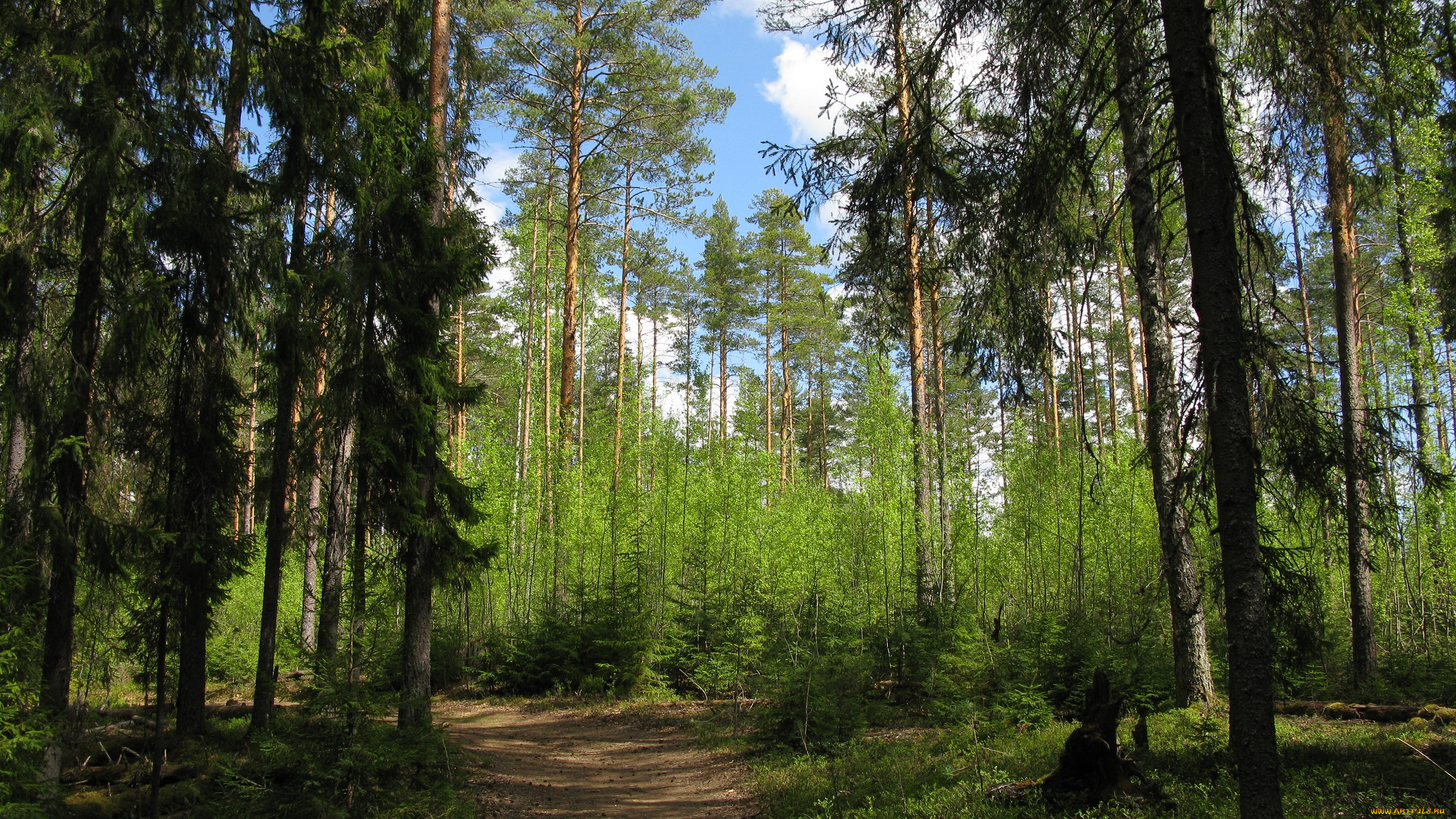 лес, природа, дороги, дорога, весна, карелия, деревья