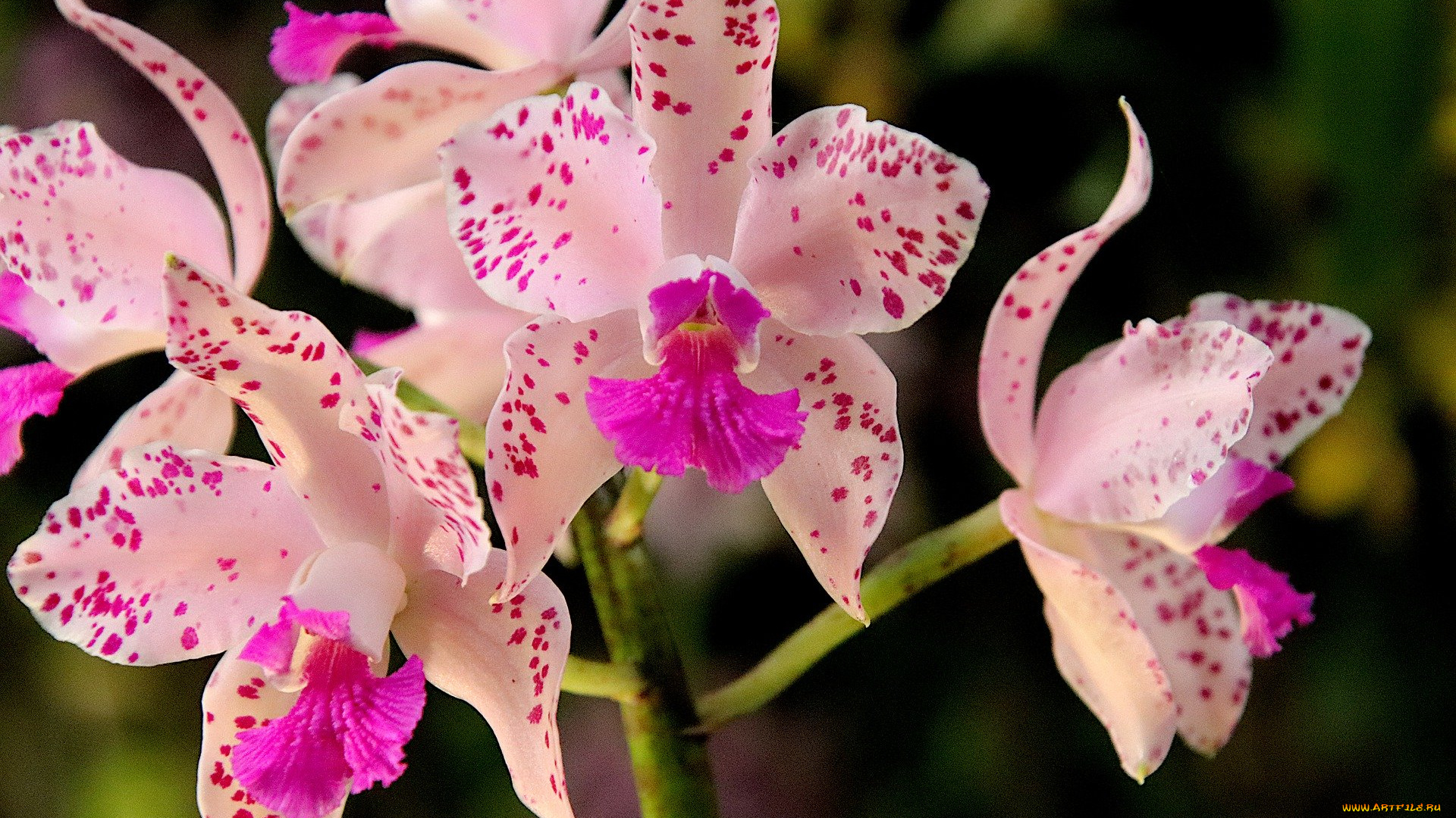 цветы, орхидеи, экзотика, макро