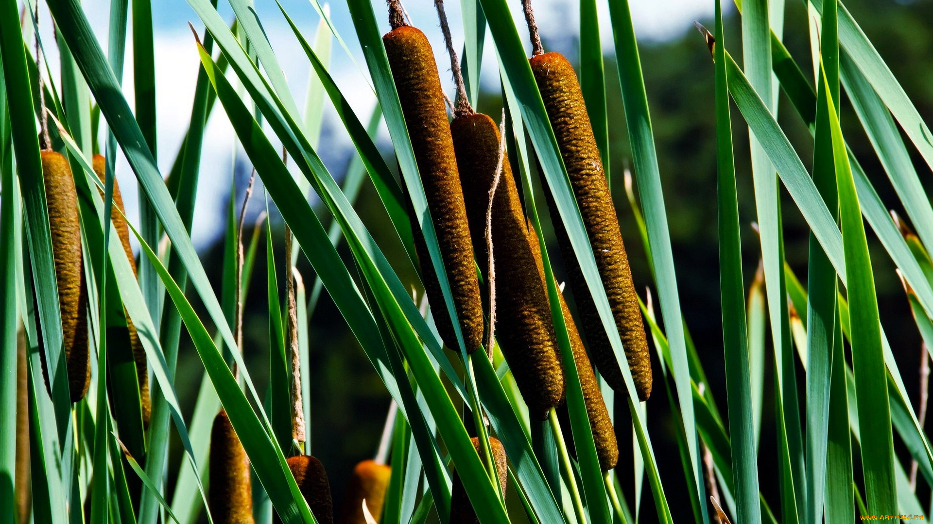 природа, макро, камыши, рогоз, листья